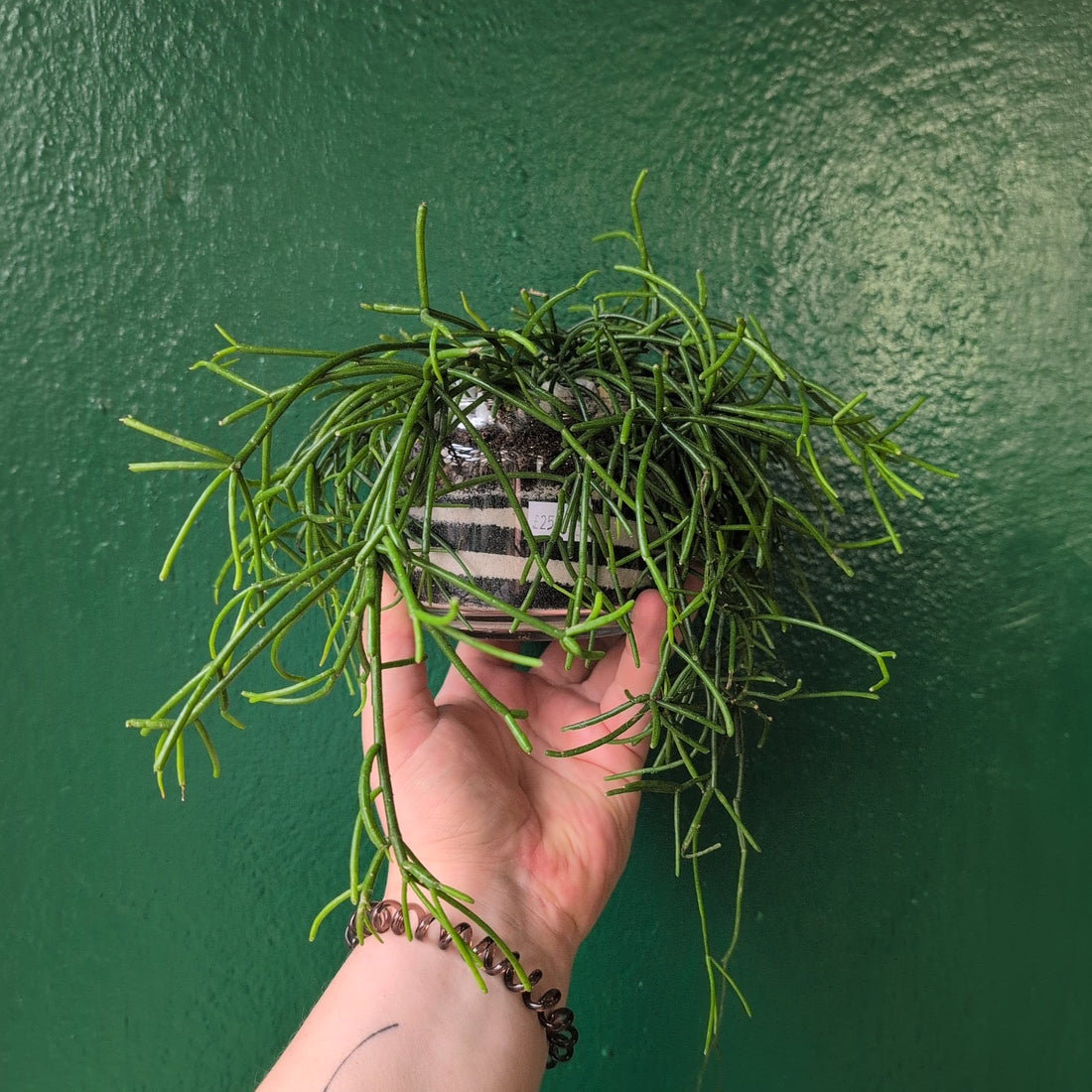 Glass Open Terrarium