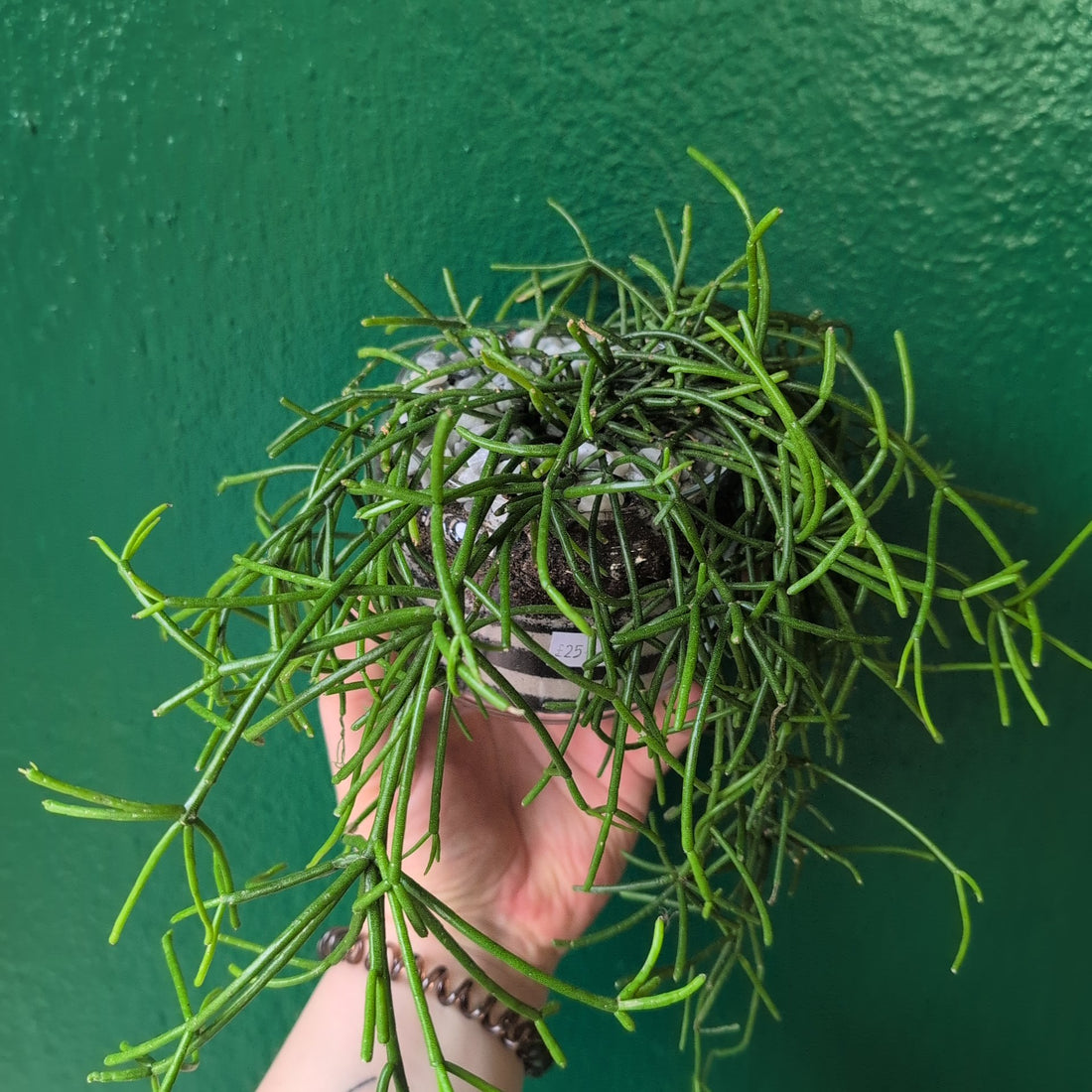 Glass Open Terrarium