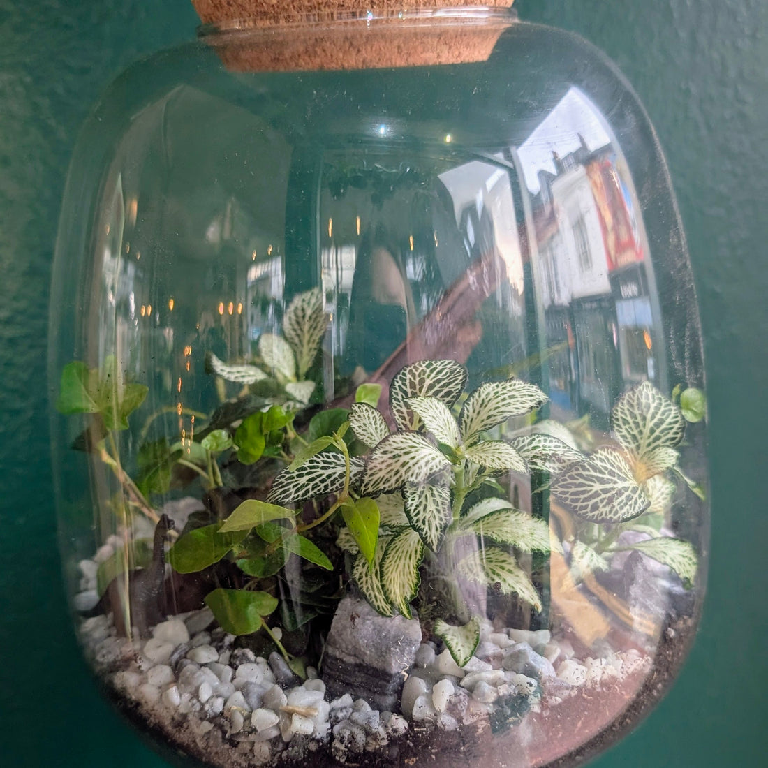 Egg Shaped Terrarium