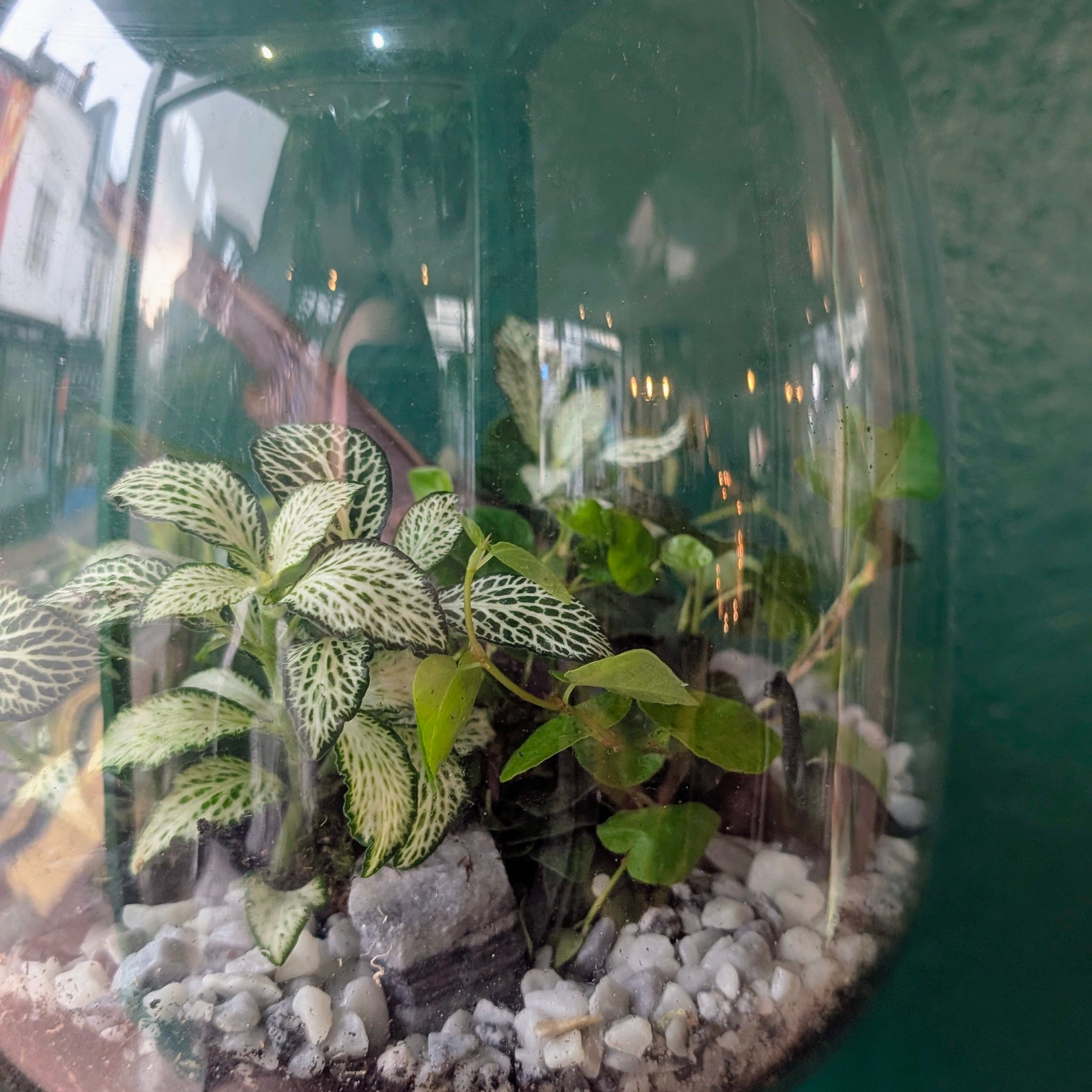 Egg Shaped Terrarium