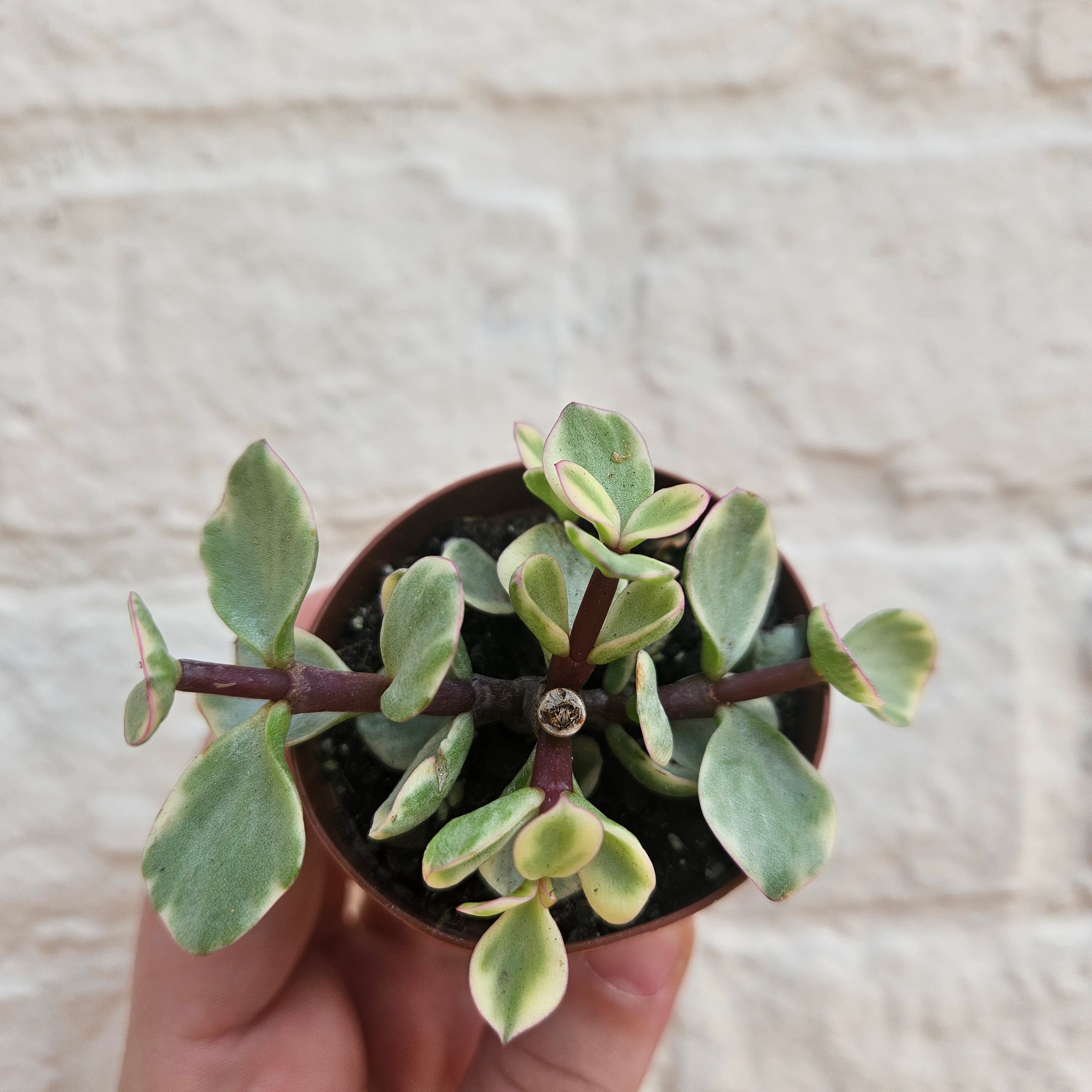 Portulacaria afra variegata (Elephant bush)