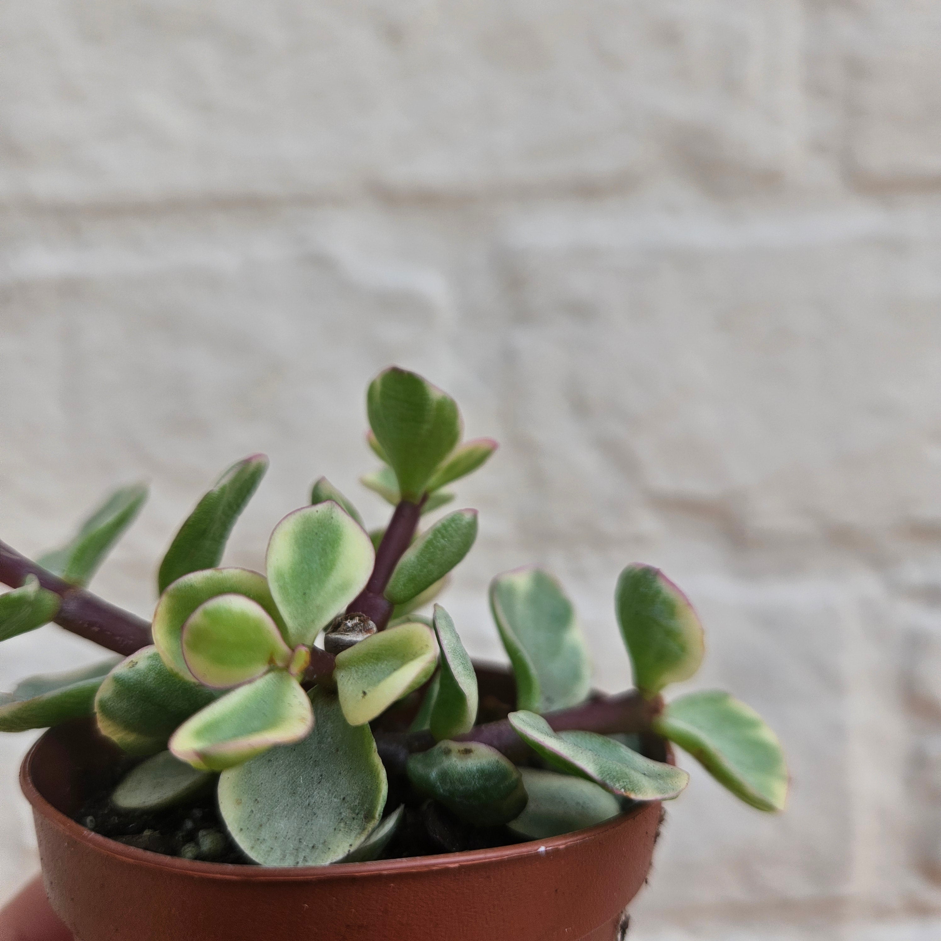Portulacaria afra variegata (Elephant bush)