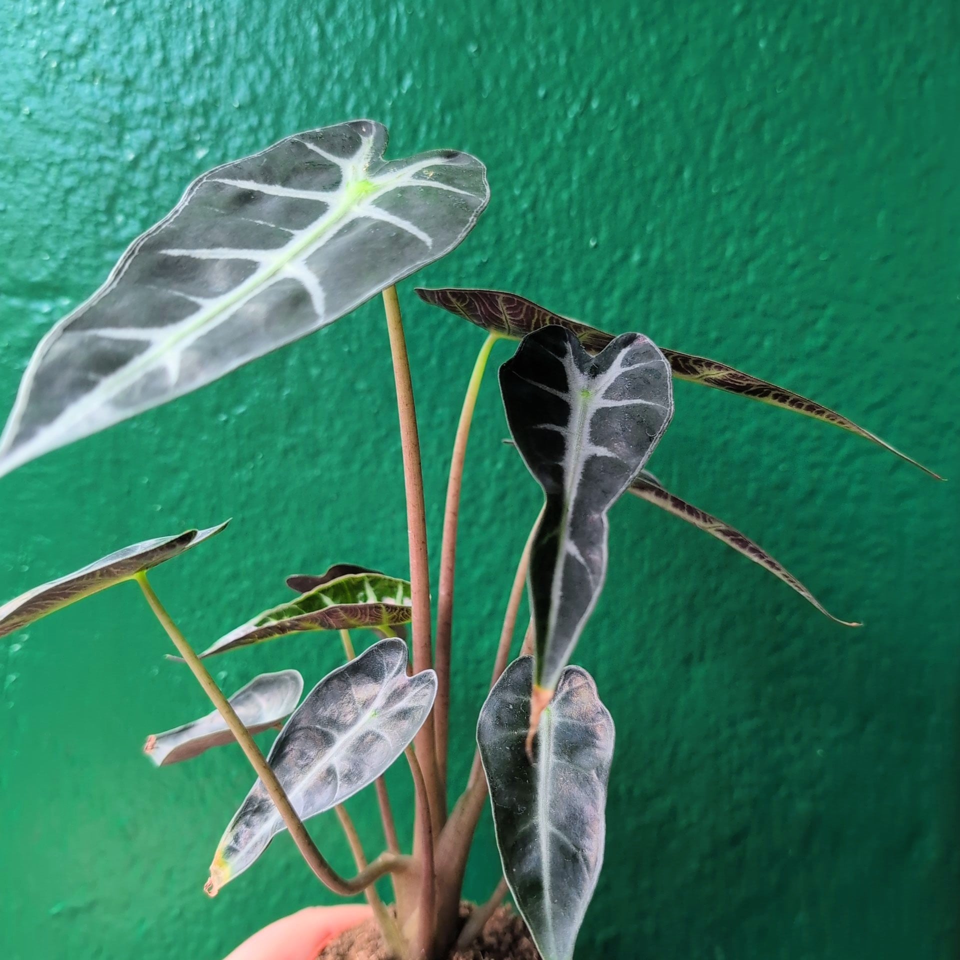 Alocasia amazonica &