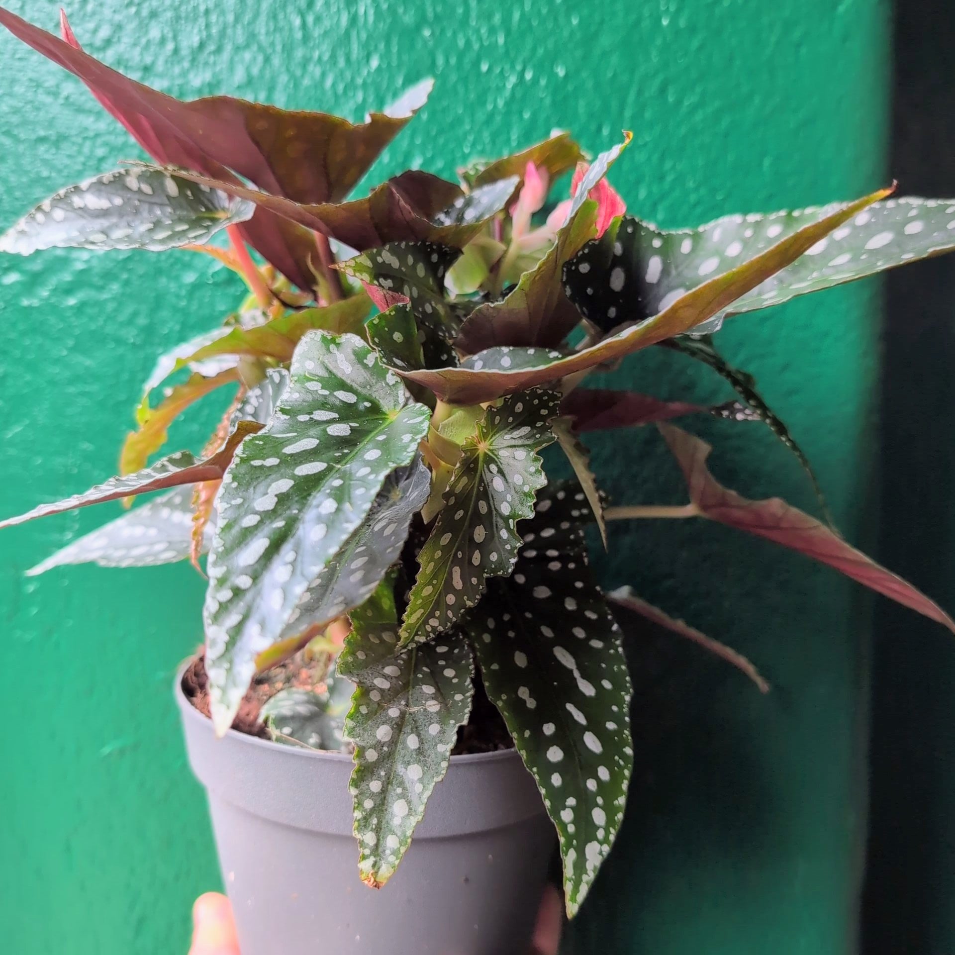 Begonia maculata &