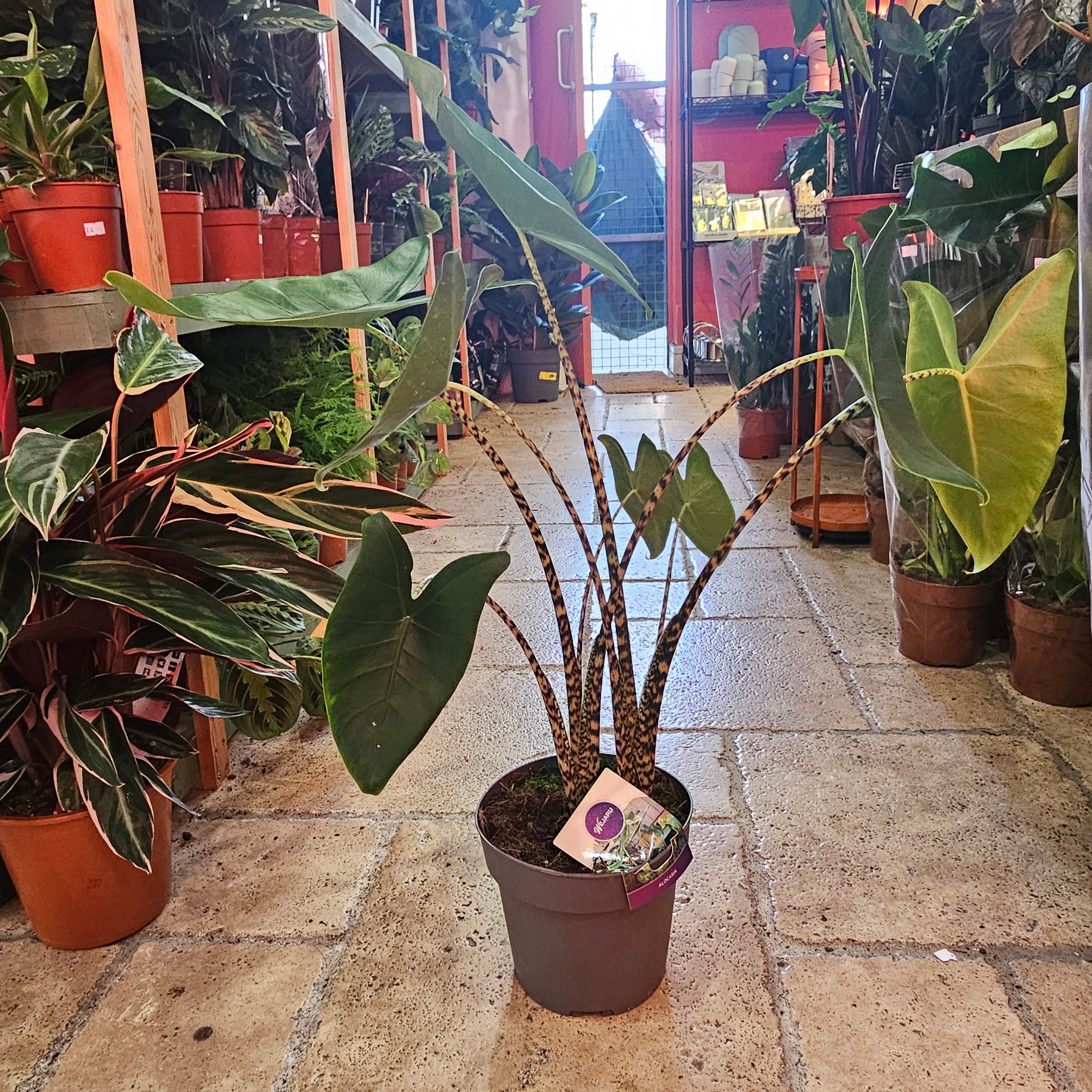 Alocasia zebrina (Elephant ear)