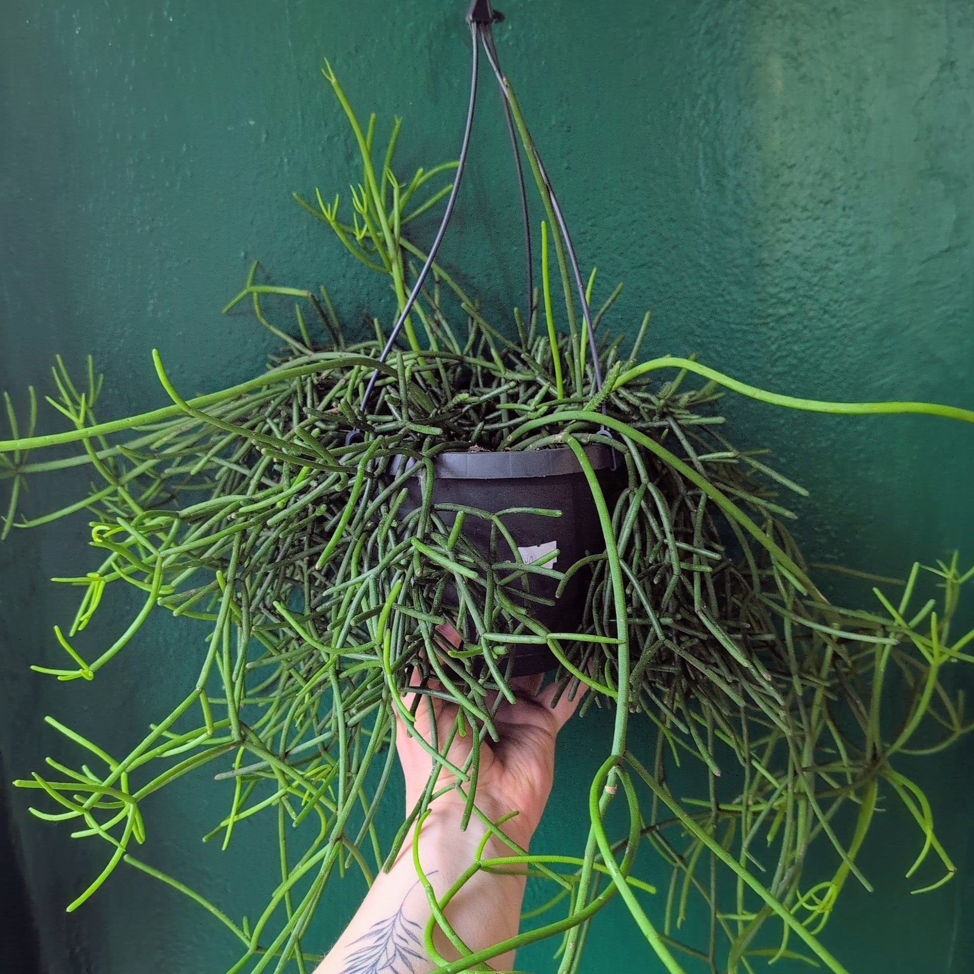 Rhipsalis heteroclada (Mistletoe Cactus)