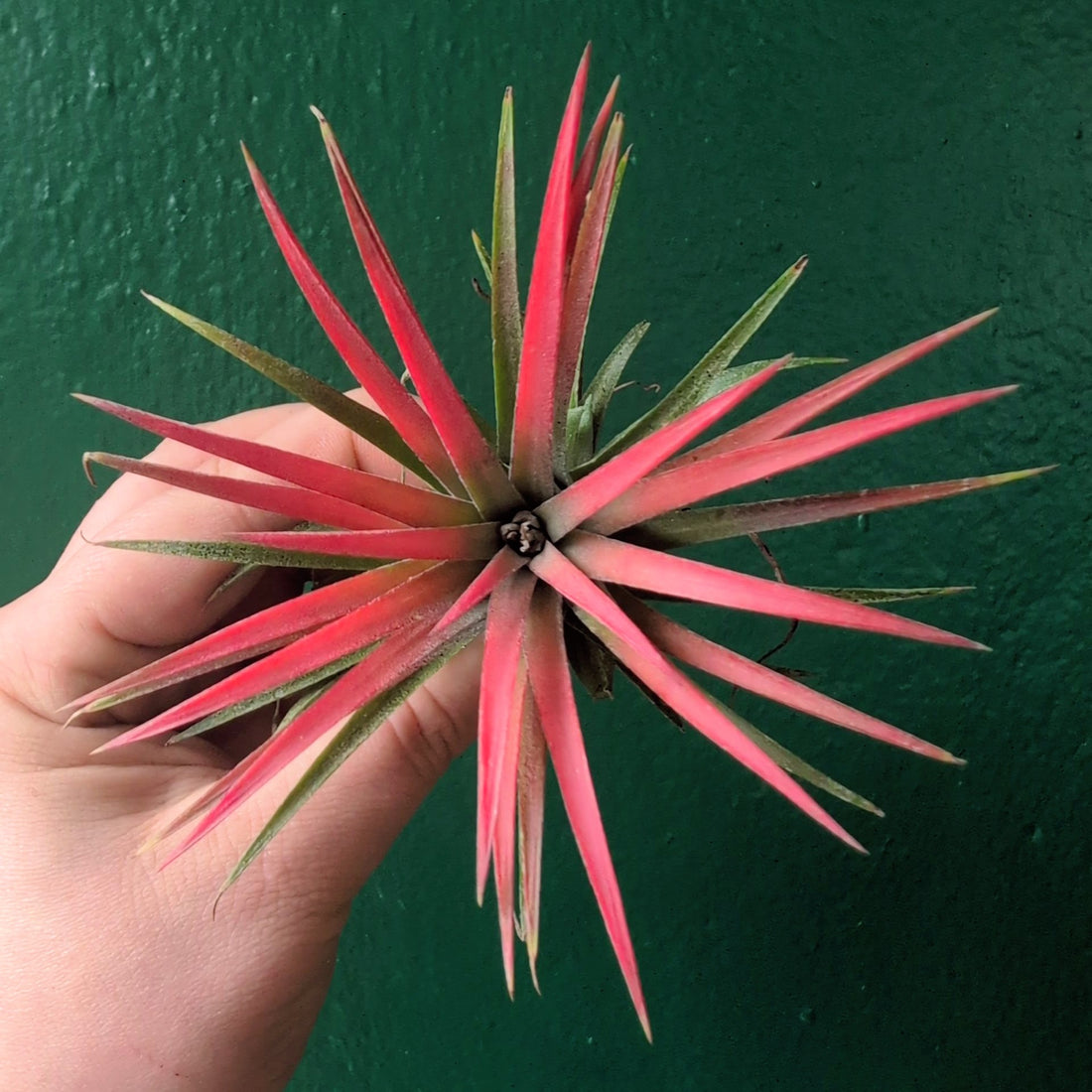Tillandsia &