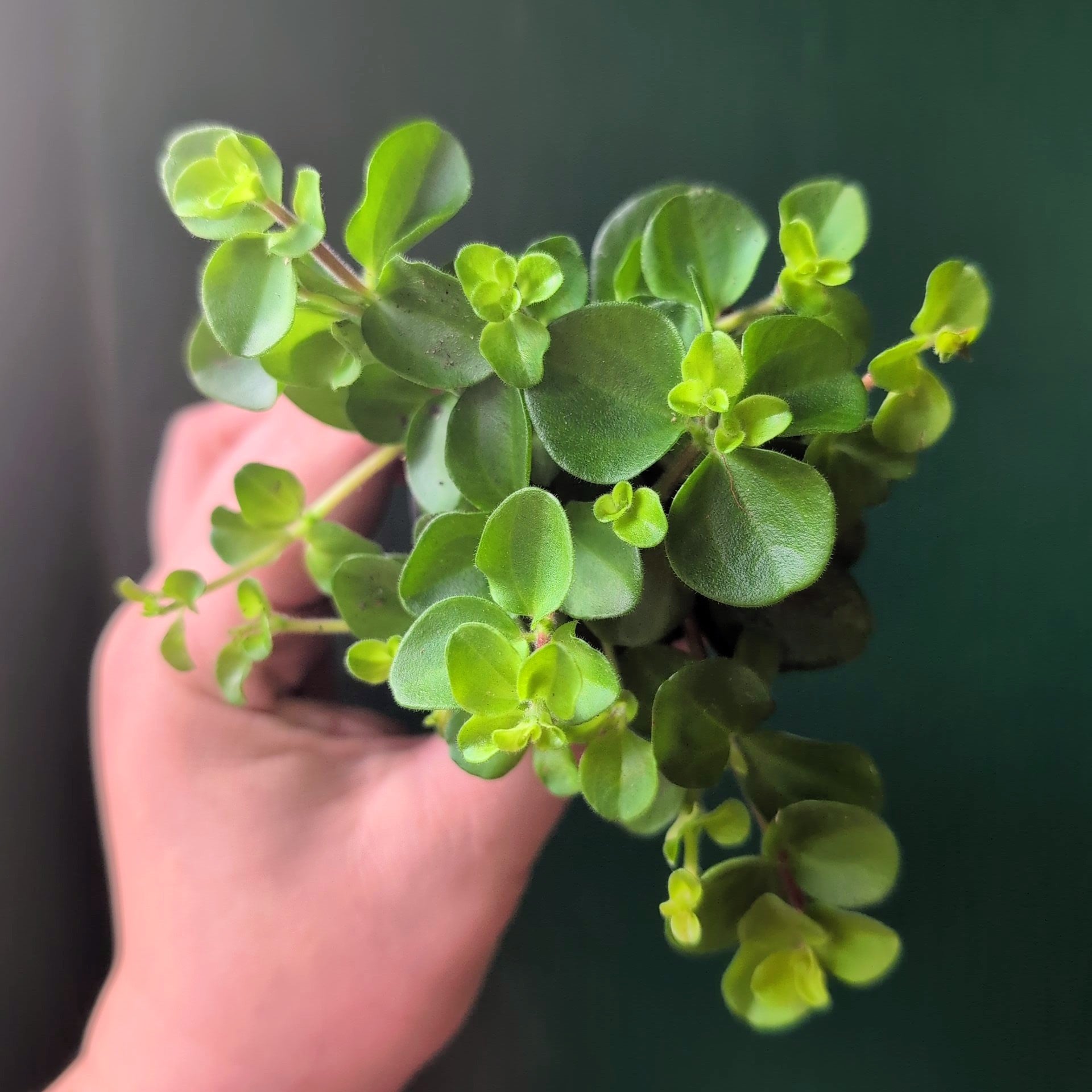 Peperomia rotundifolia (Trailing Jade)