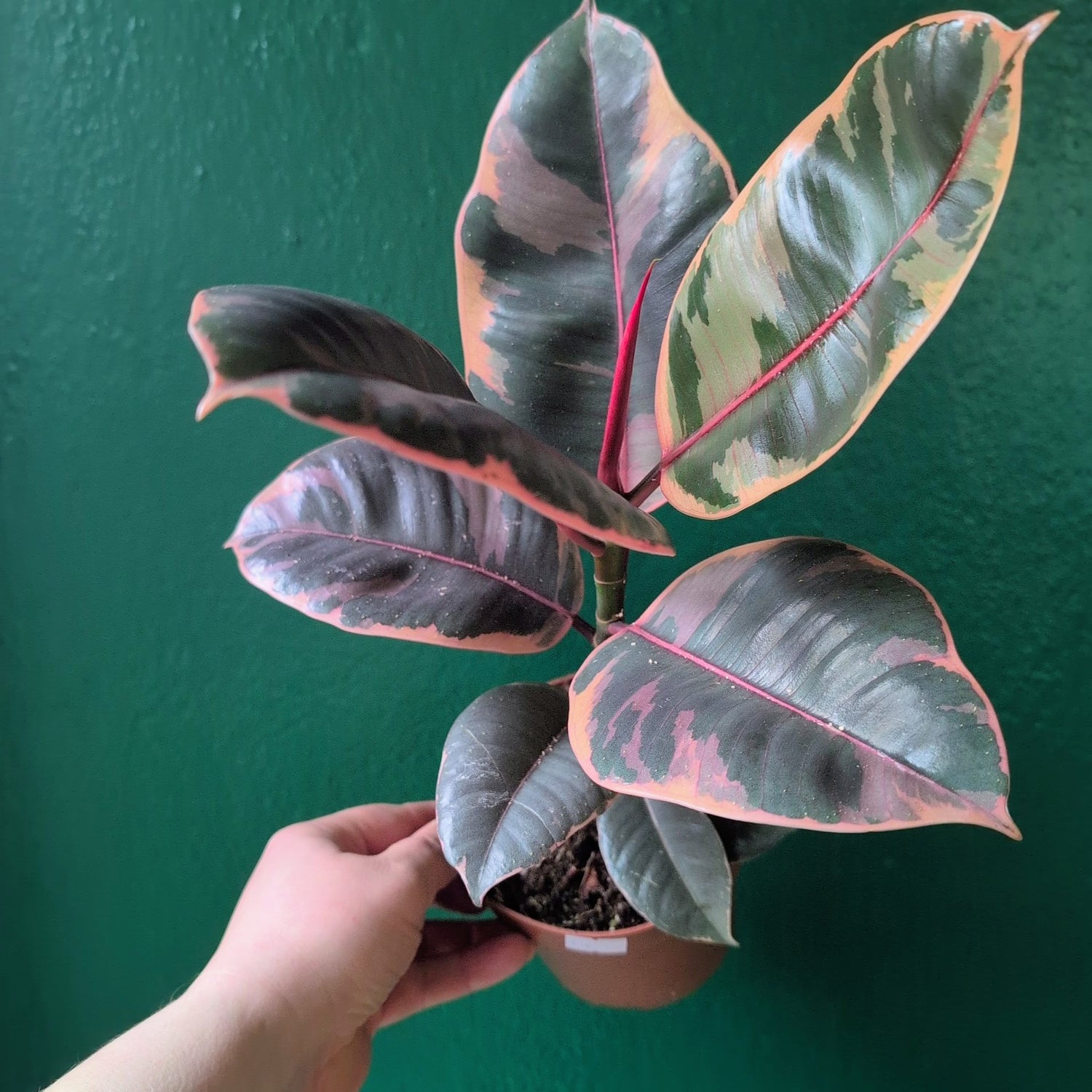 Ficus elastica (Rubber Plant) -5 varieties available