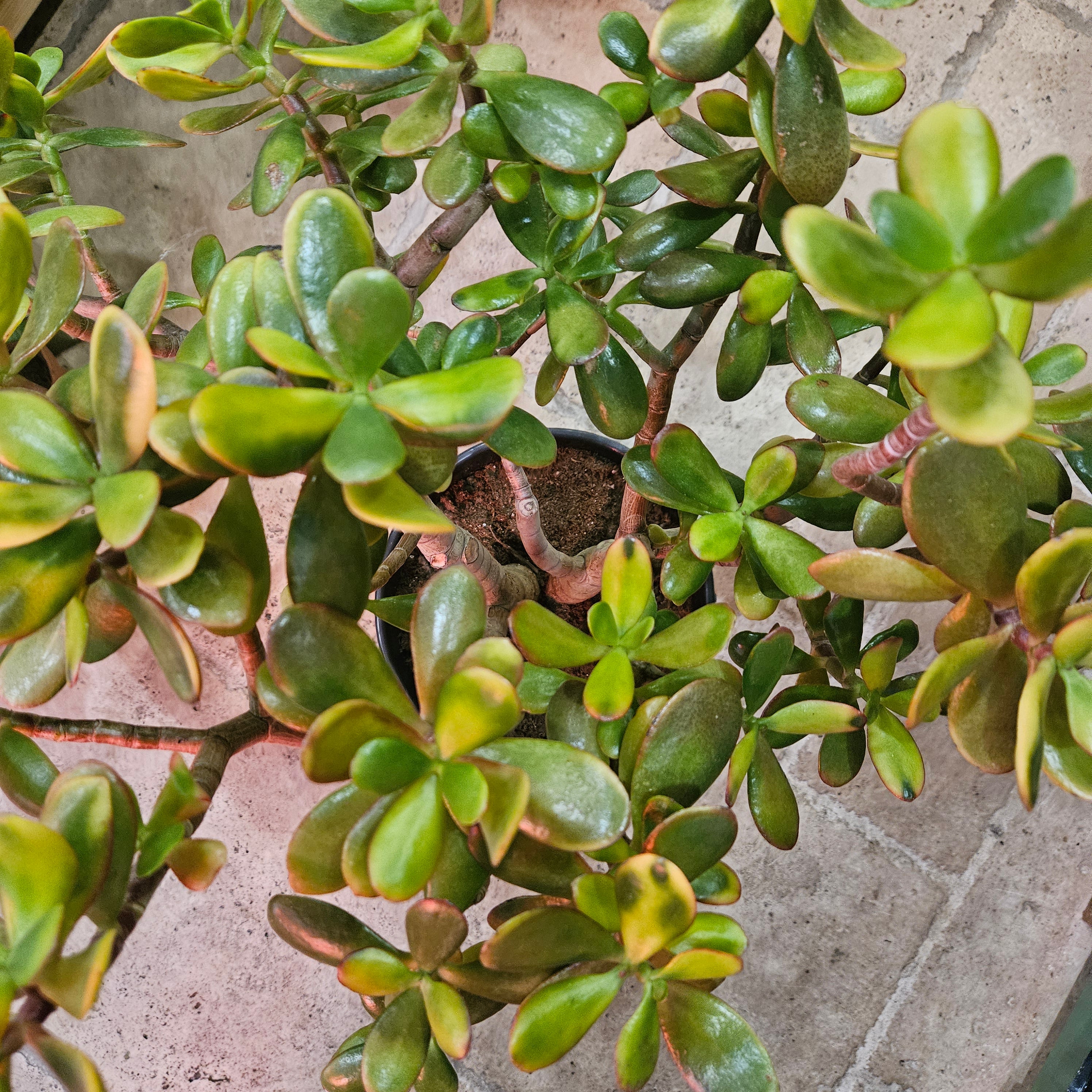Crassula ovata &