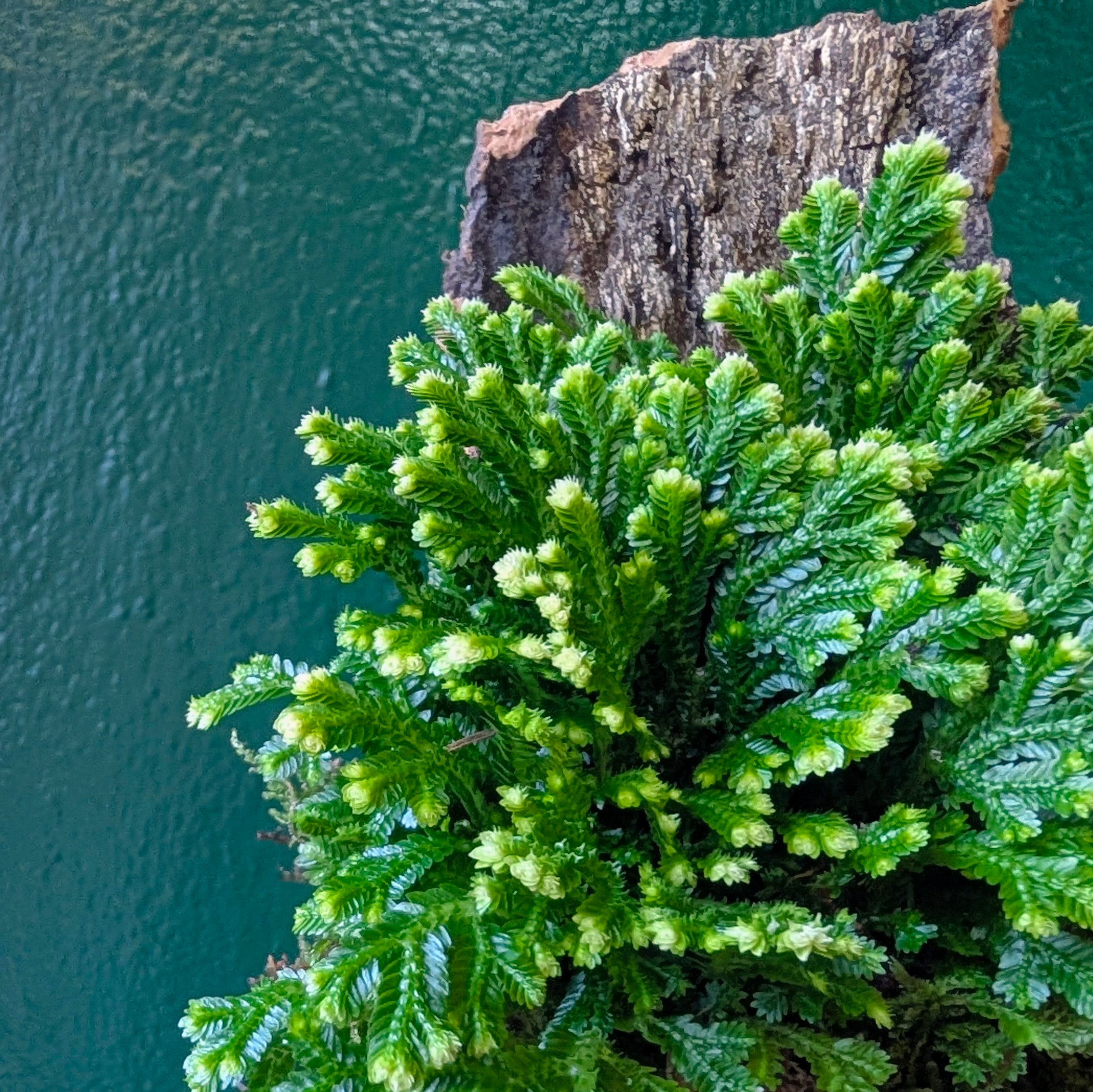 Selaginella martensii &