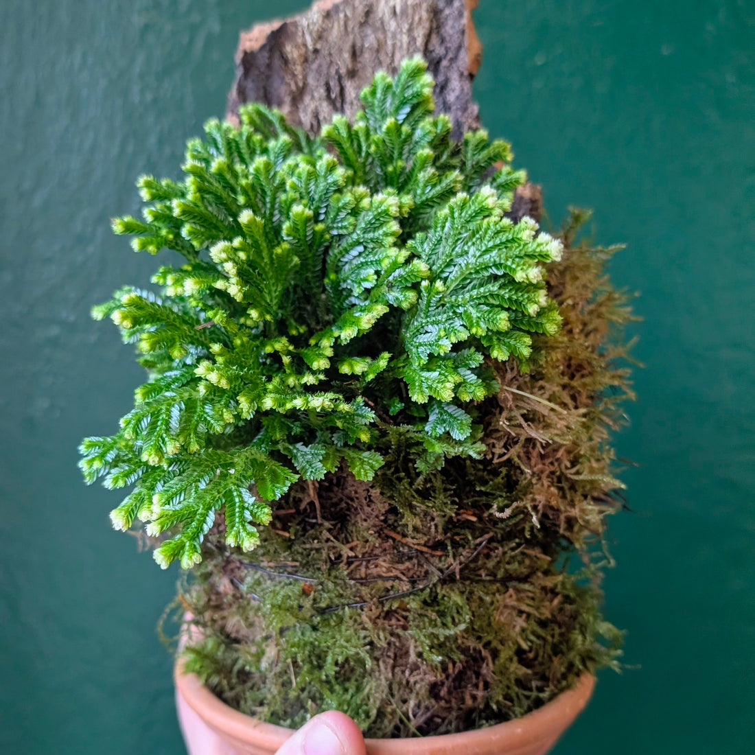 Selaginella martensii &