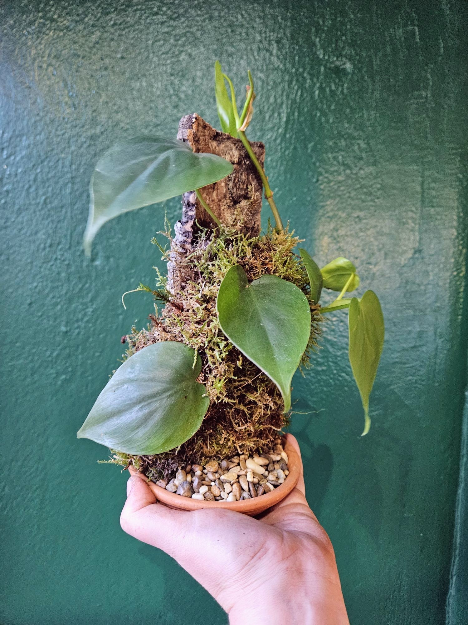 Philodendron hederaceum mounted on Cork