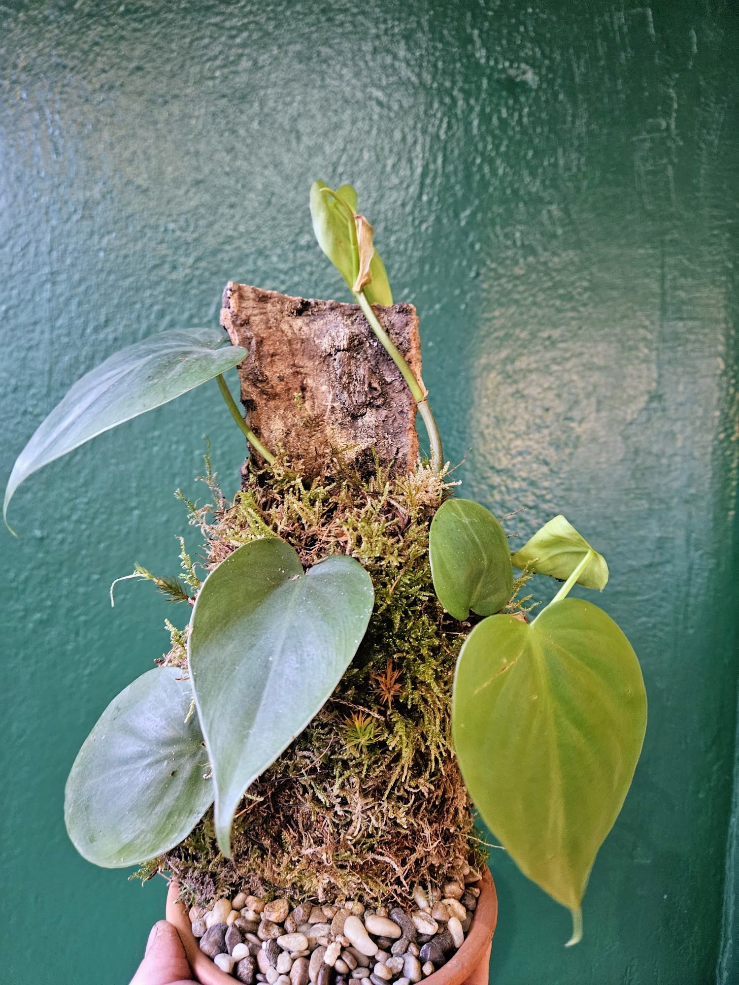 Philodendron hederaceum mounted on Cork