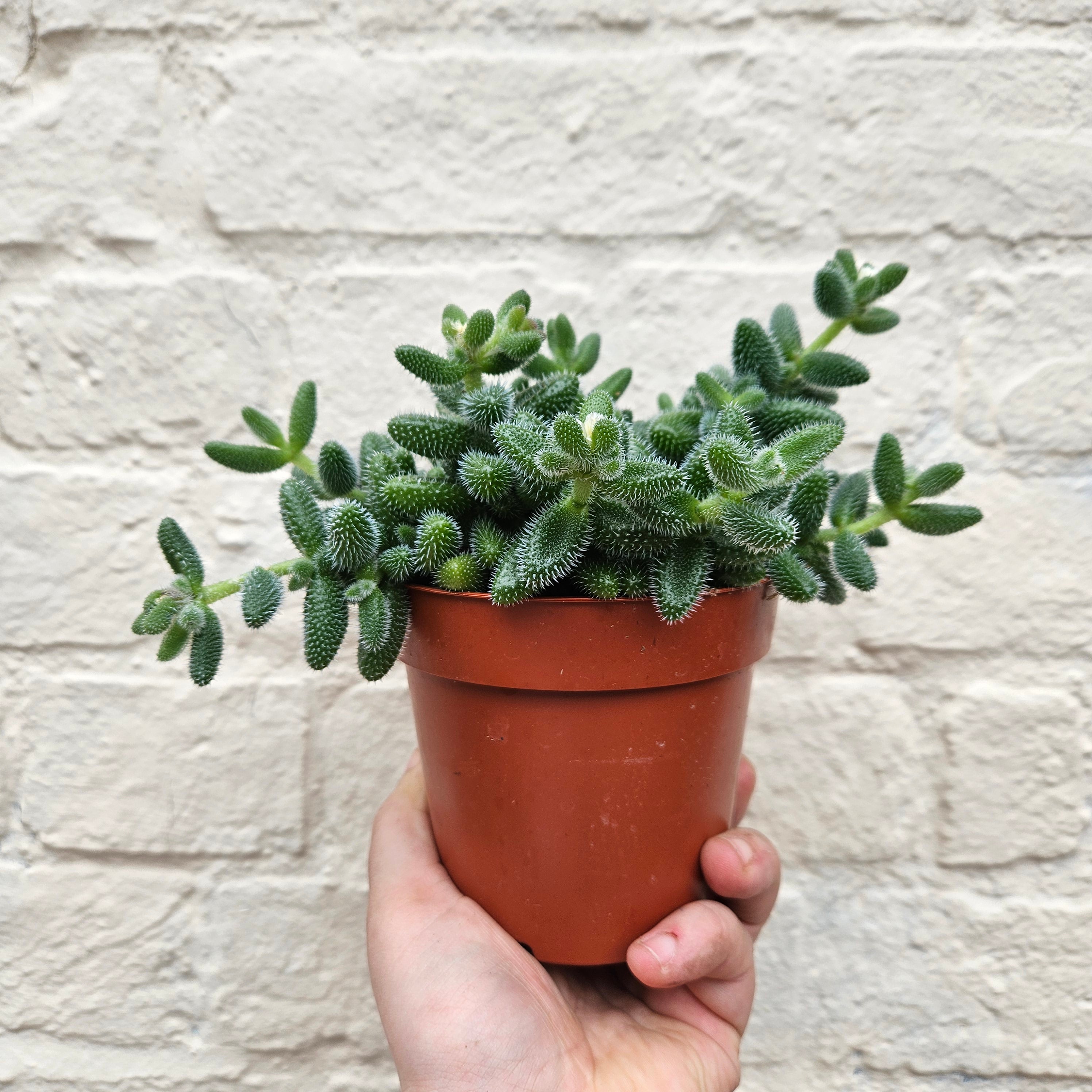 Delosperma echinatum (Pickle Plant)