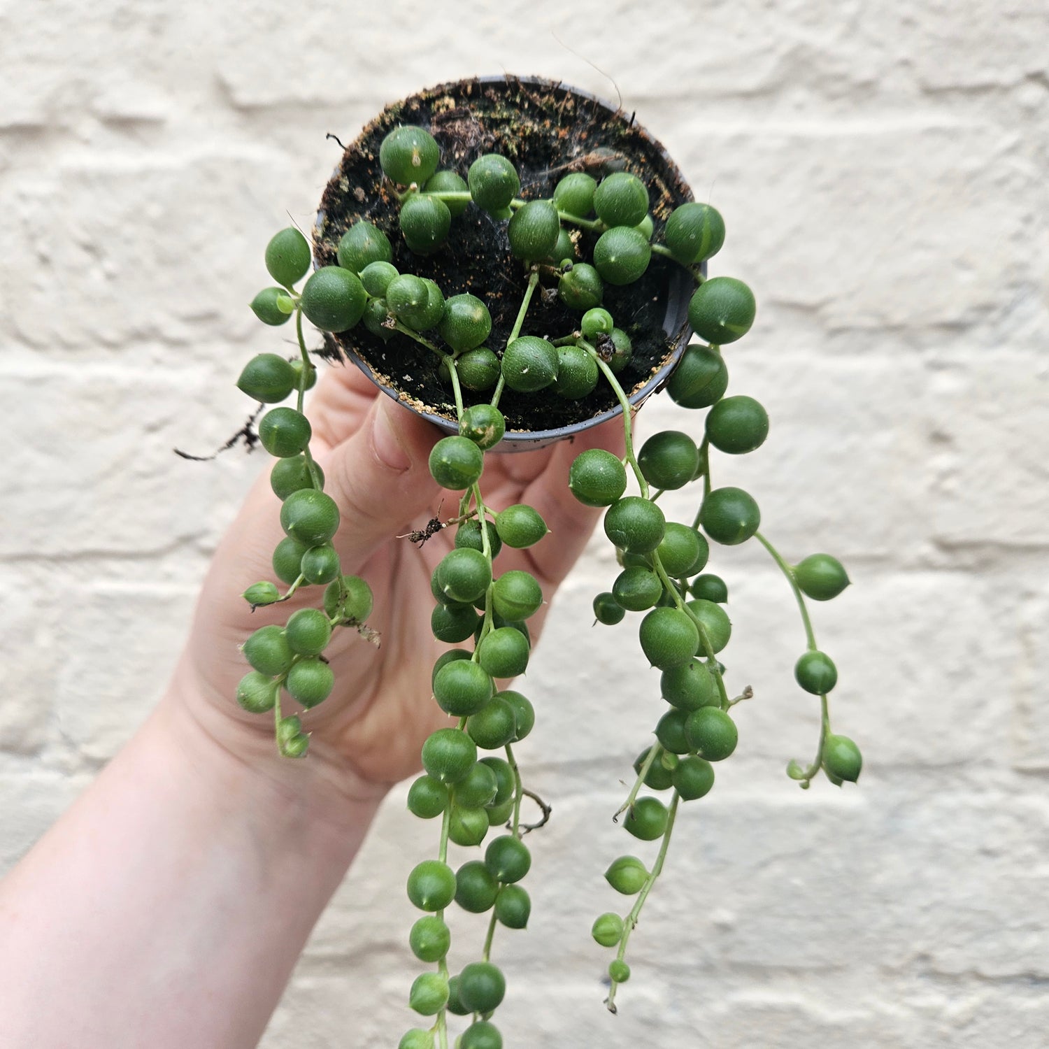 Curio rowleyanus syn. Senecio rowleyanus (String of beads/pearls) Various sizes
