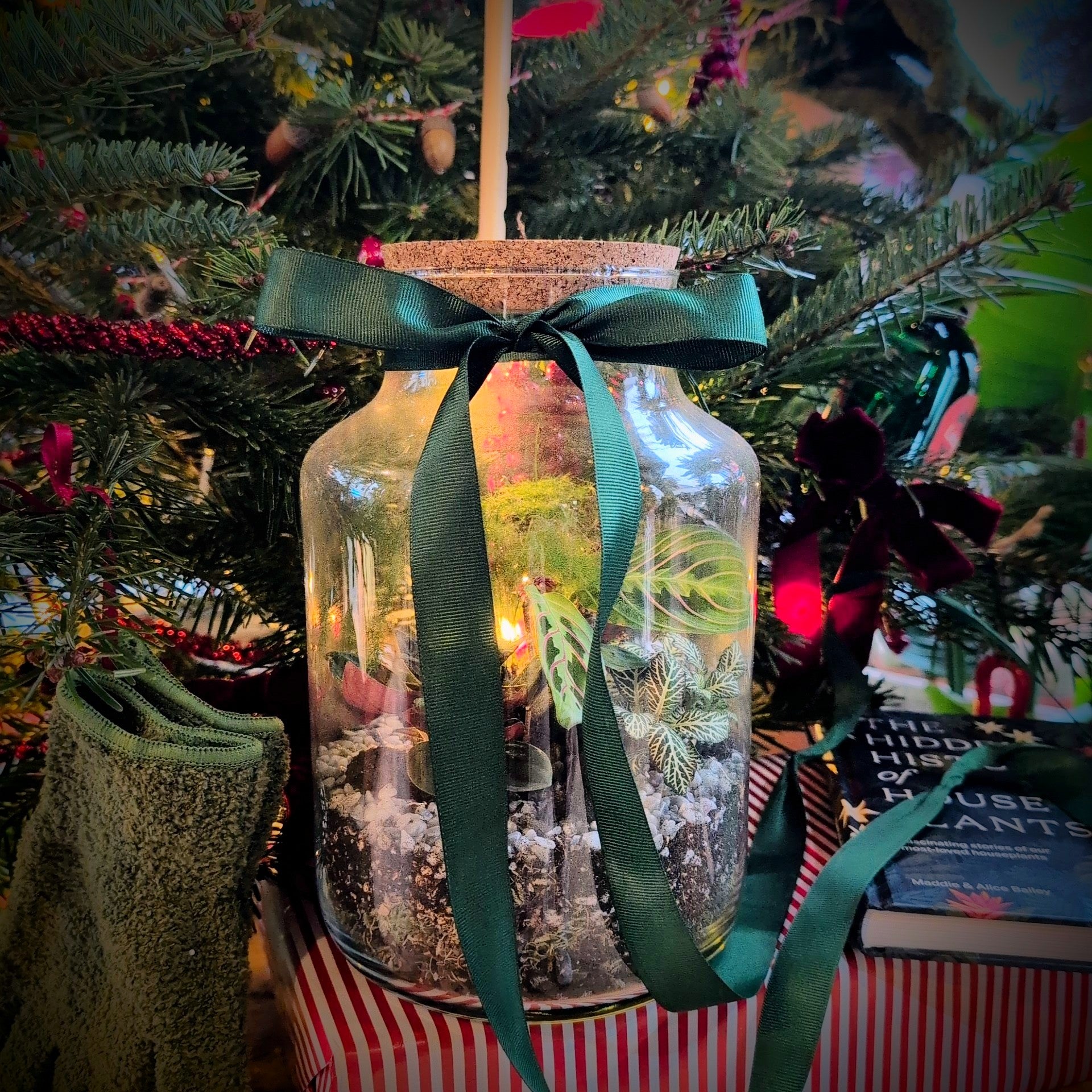 21/12/2025 at 2pm 🎄✨ Festive Closed Terrarium Workshop ✨🎄