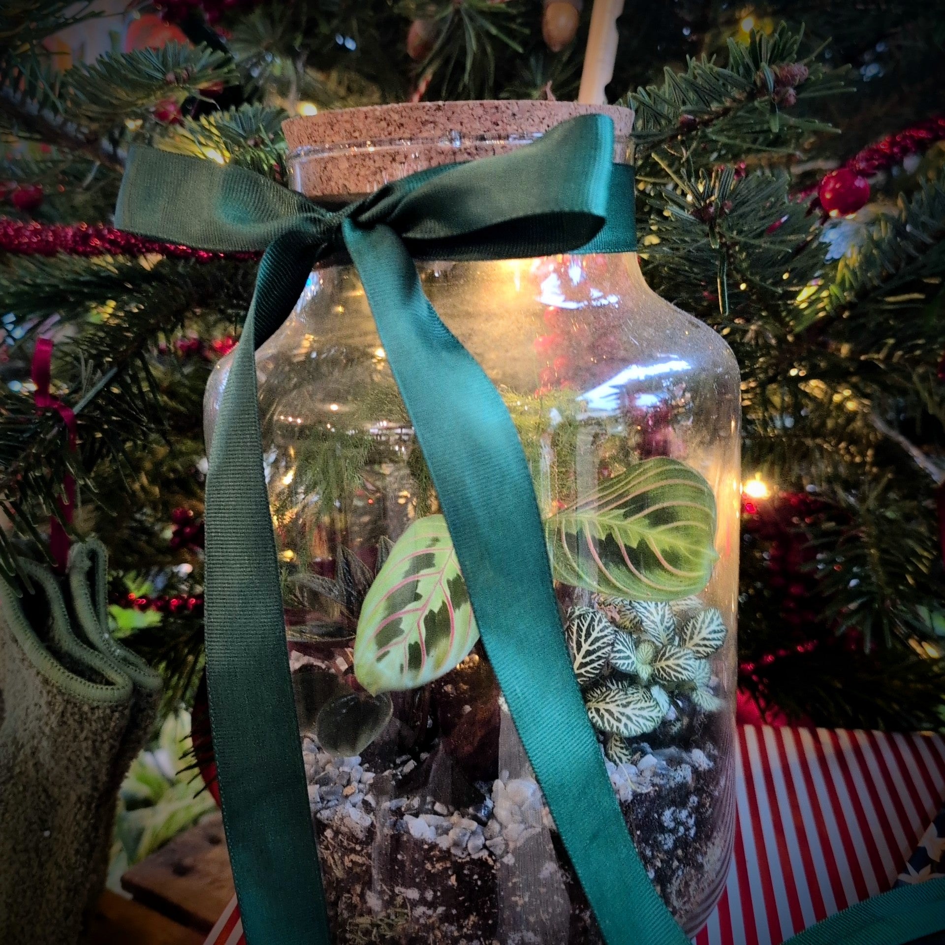 21/12/2025 at 2pm 🎄✨ Festive Closed Terrarium Workshop ✨🎄