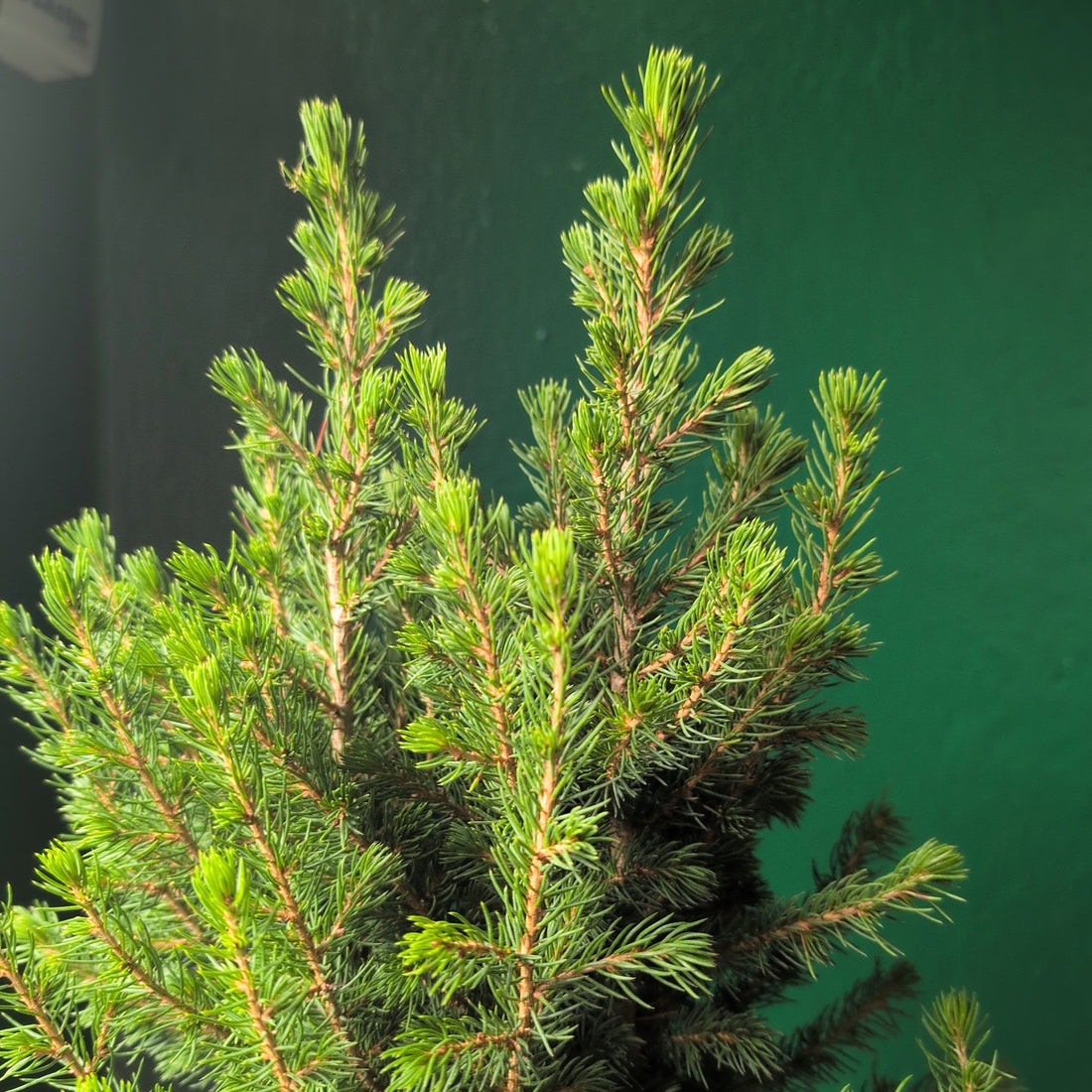 Picea glauca &