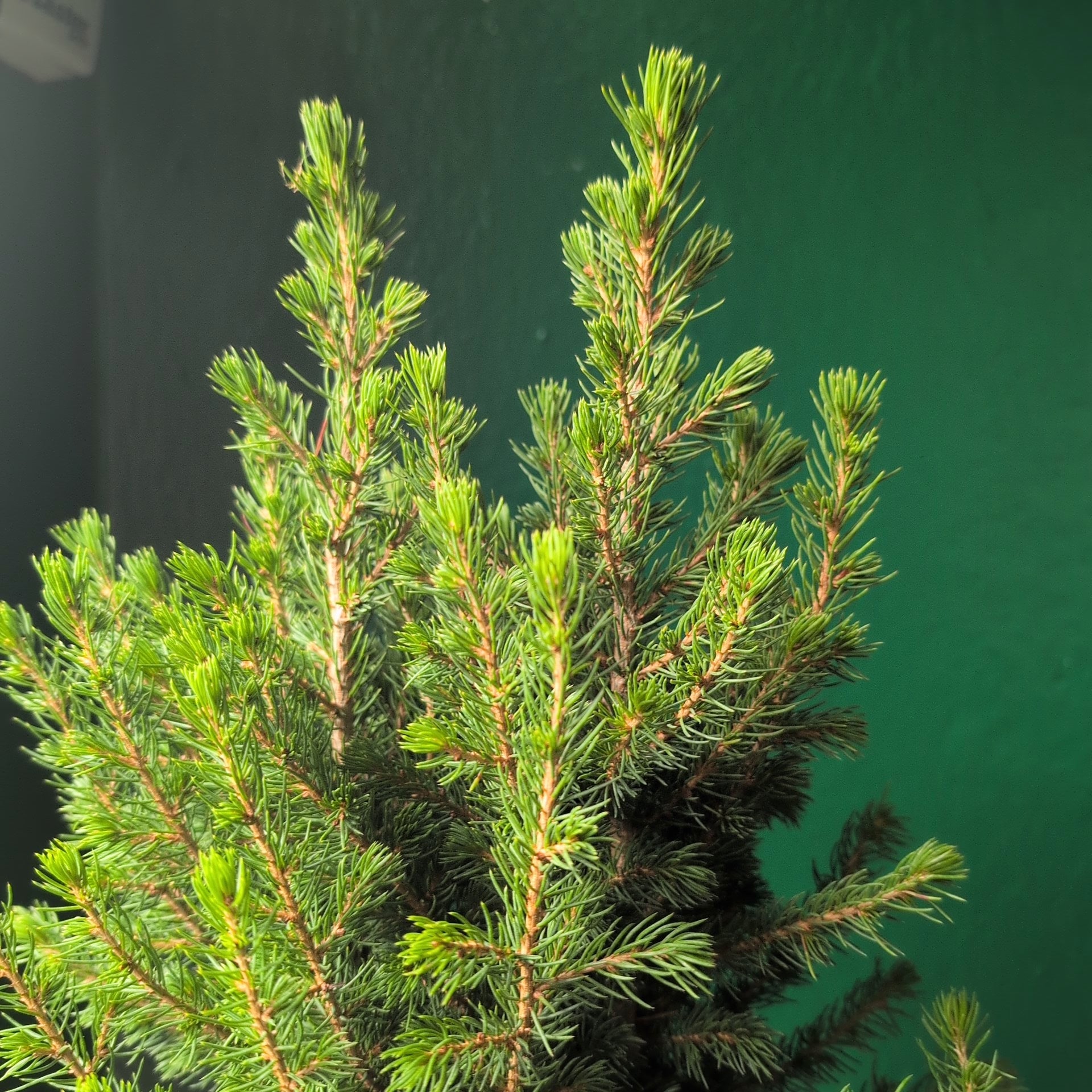 Picea glauca &
