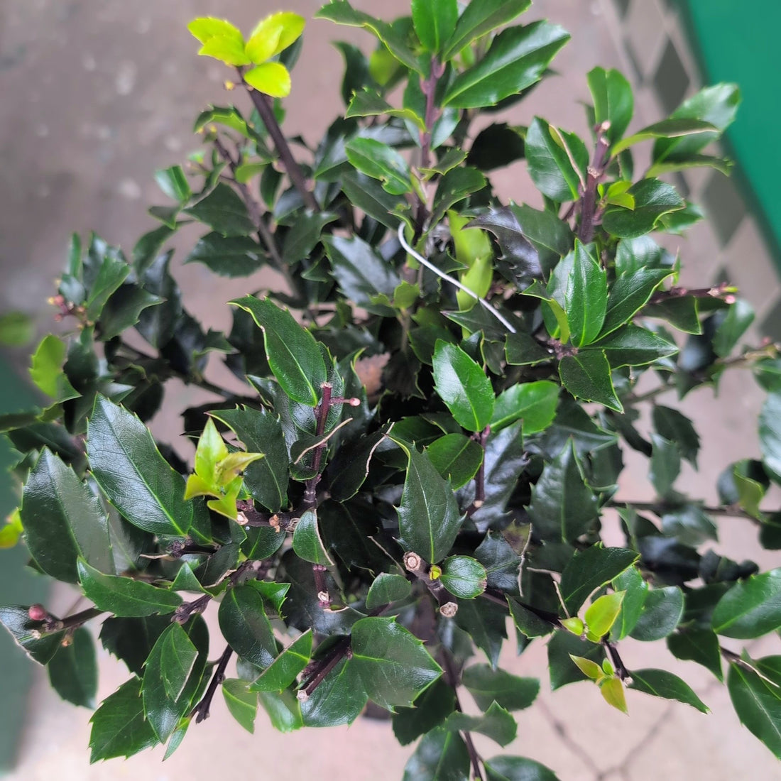 Ilex x meserveae &