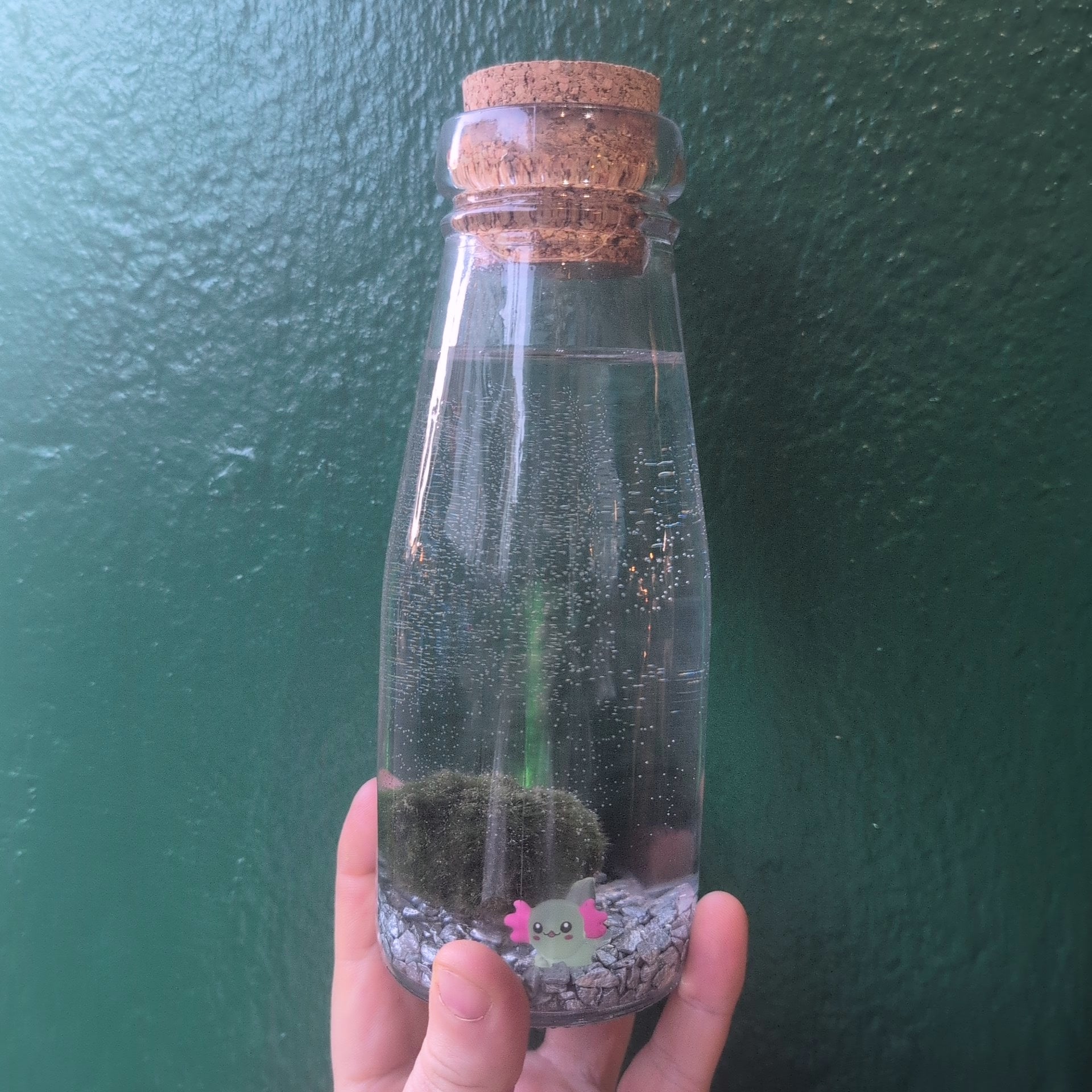 Cladophora aegagropila - Marimo moss balls!