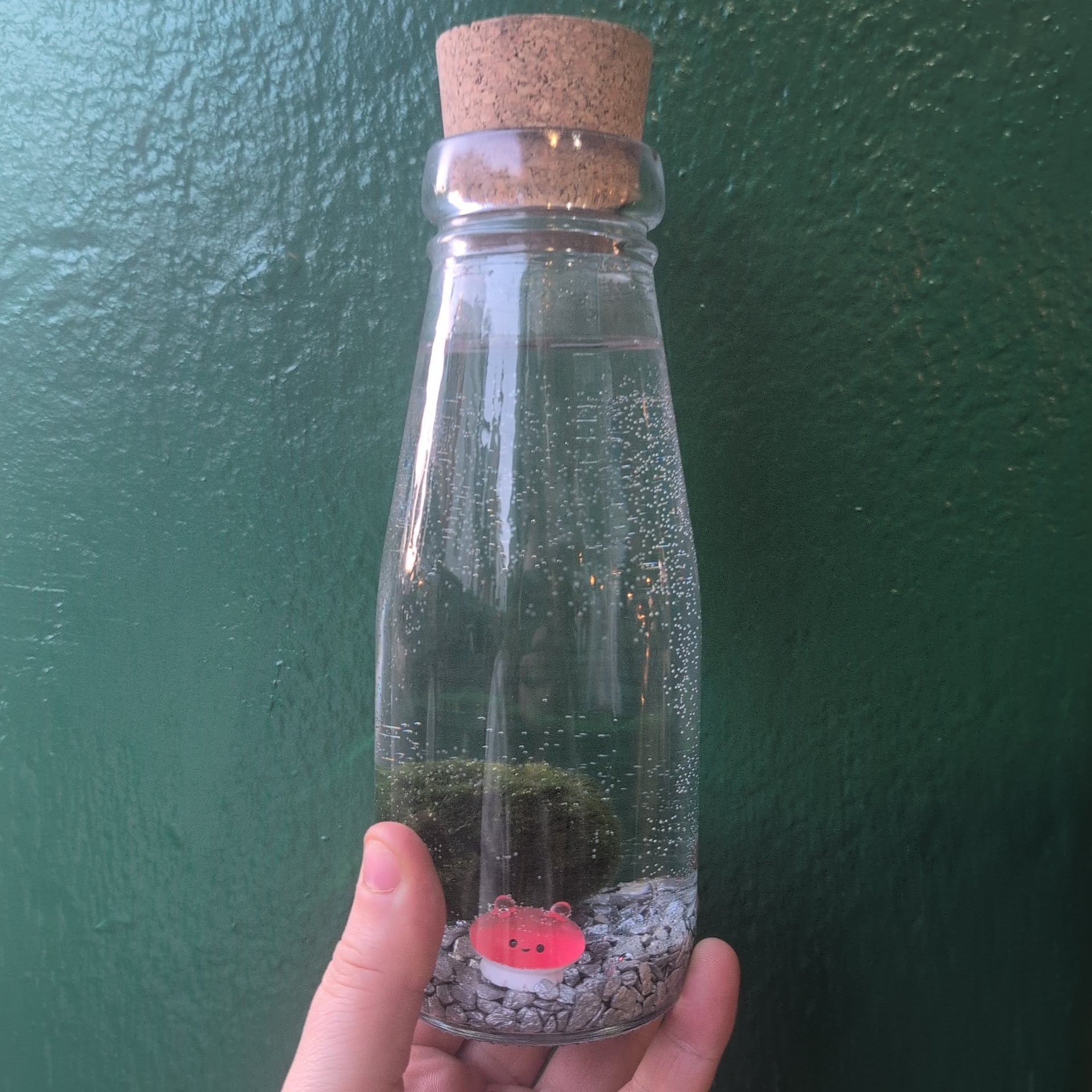 Cladophora aegagropila - Marimo moss balls!