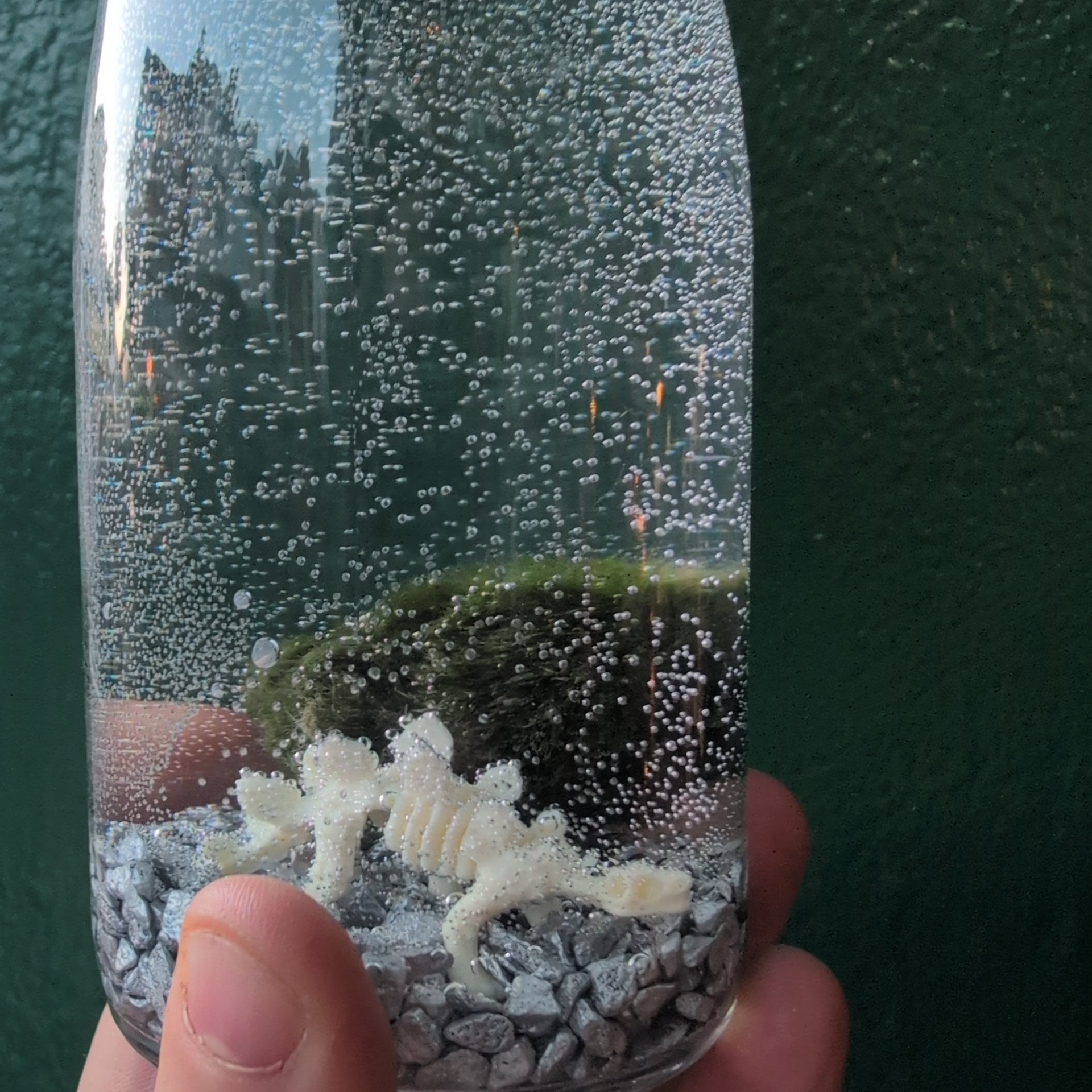 Cladophora aegagropila - Marimo moss balls!