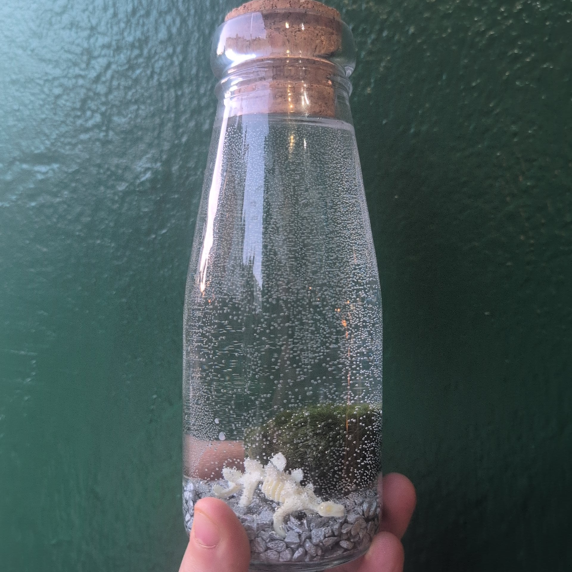 Cladophora aegagropila - Marimo moss balls!