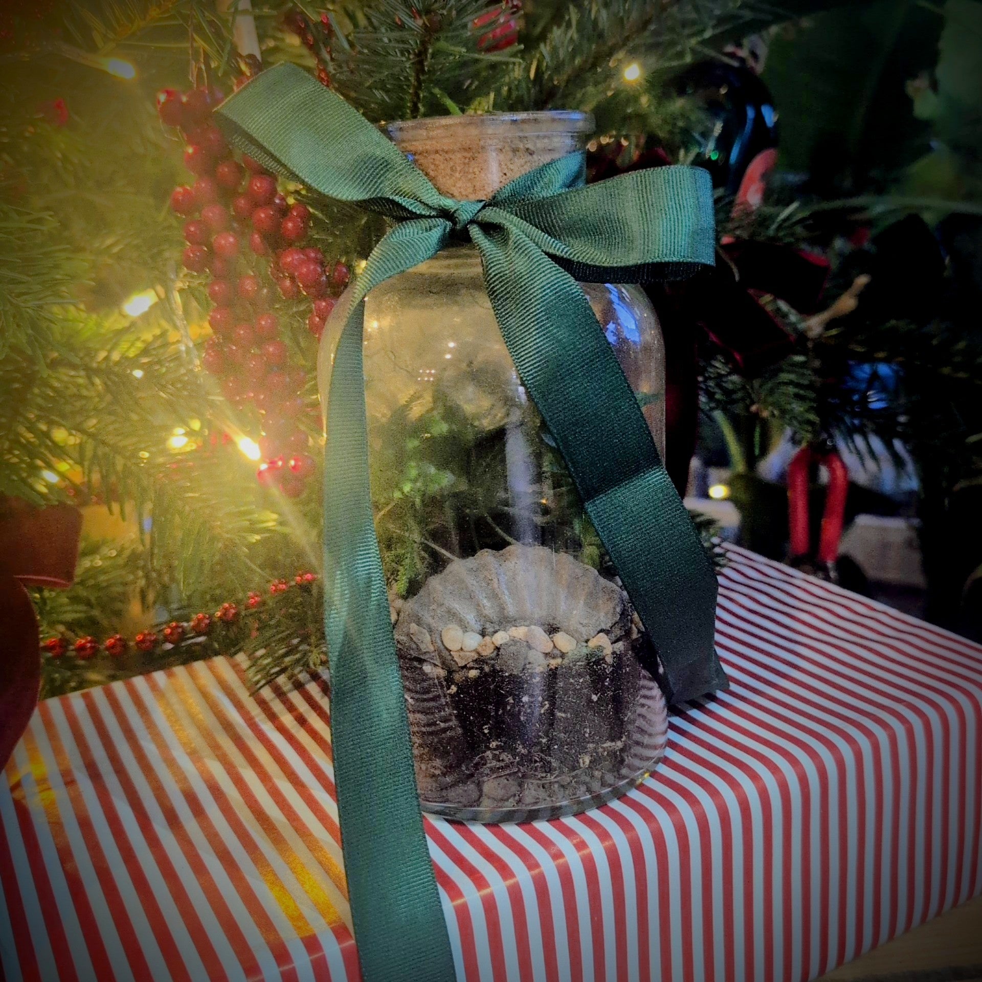 🎄✨ 21/12/2025 at 12pm – Kids Christmas Holiday Terrarium Workshop! 🌱🎁
