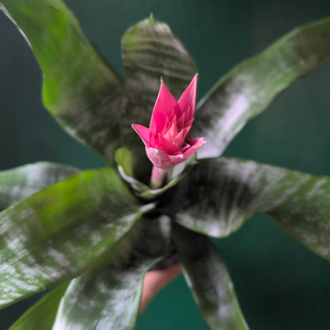 Aechmea fasciata &