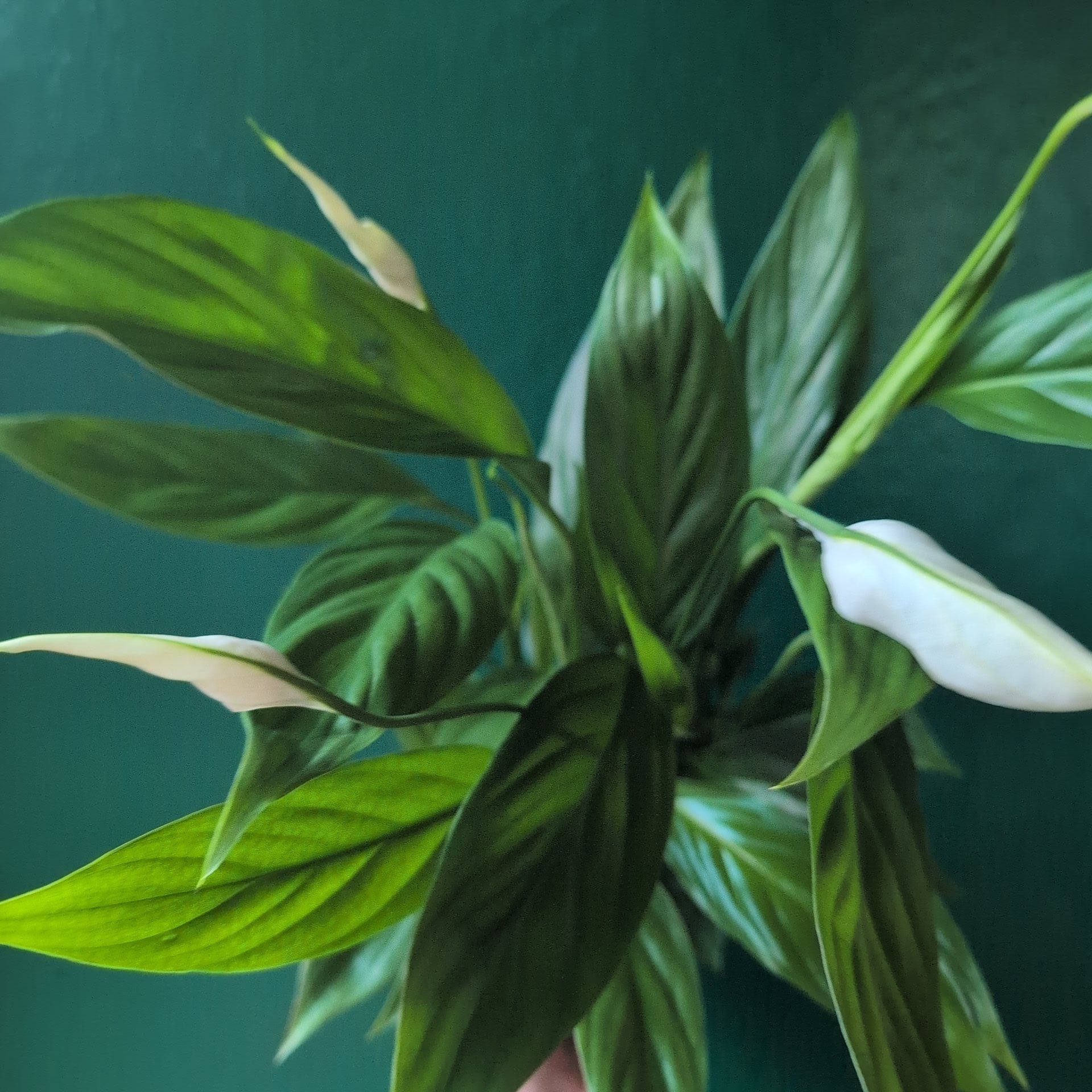 Spathiphyllum &