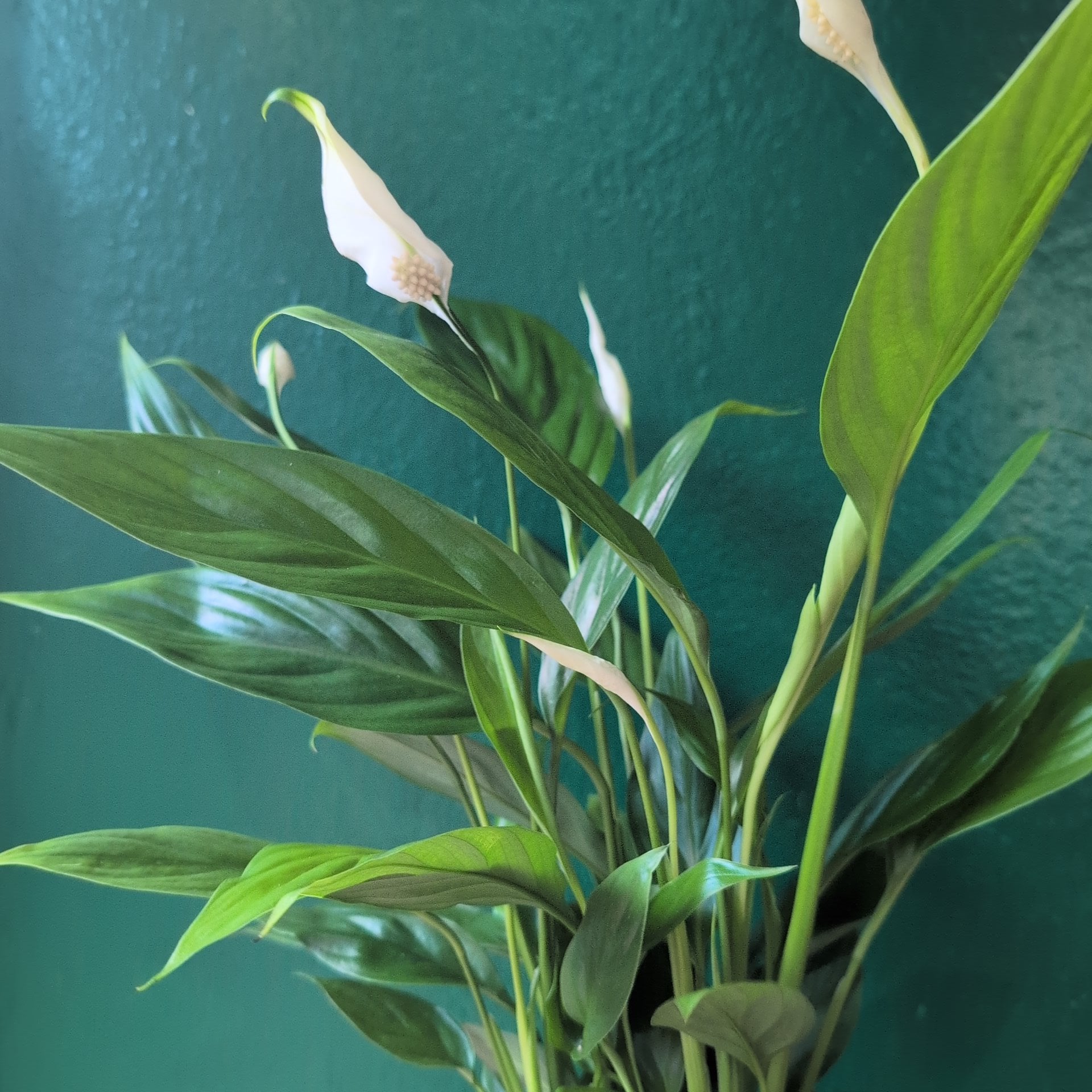 Spathiphyllum &