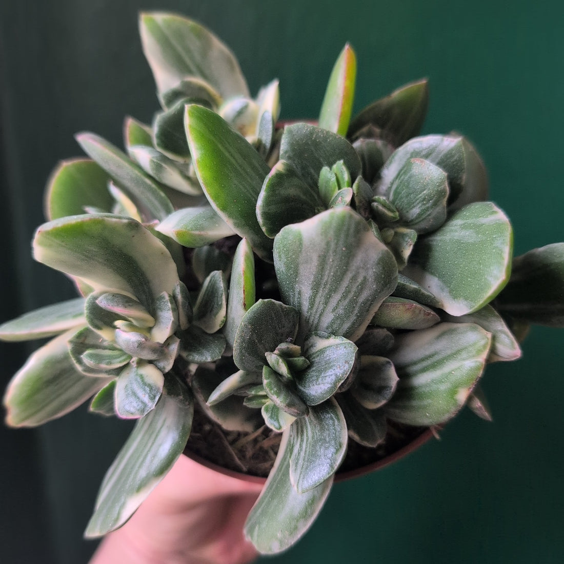 Crassula ovata ‘Variegata’ ( Variegated Jade plant)