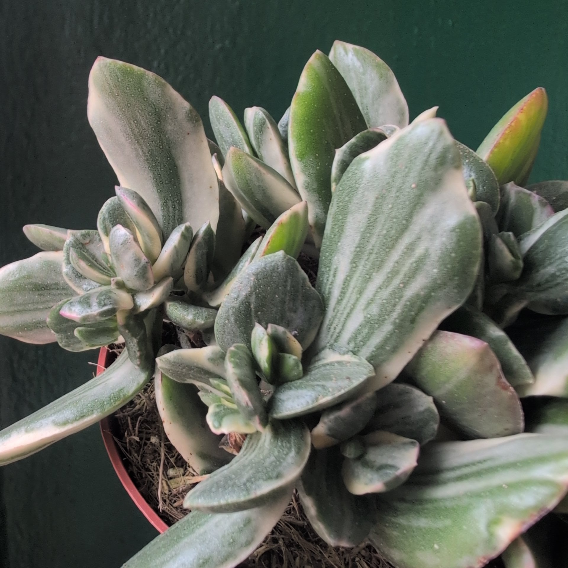 Crassula ovata ‘Variegata’ ( Variegated Jade plant)