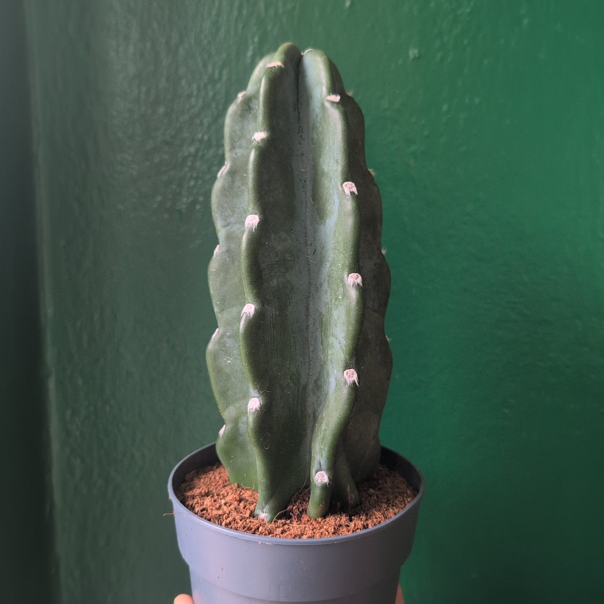 Cereus Jamacaru (Cuddly Cactus)