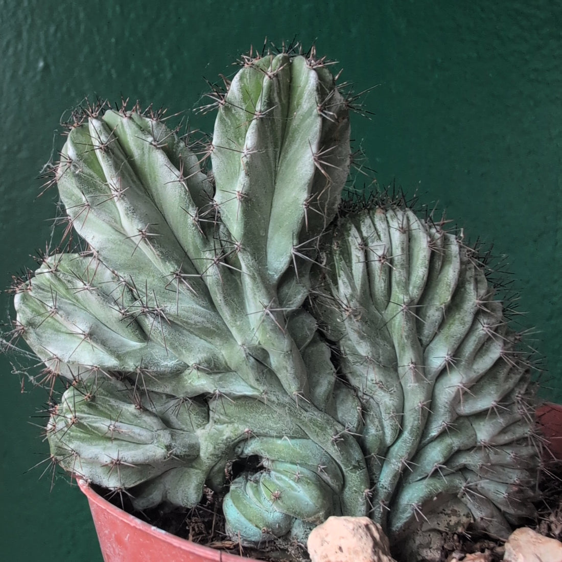 Polaskia chichipe Cristata (Crested Cactus)