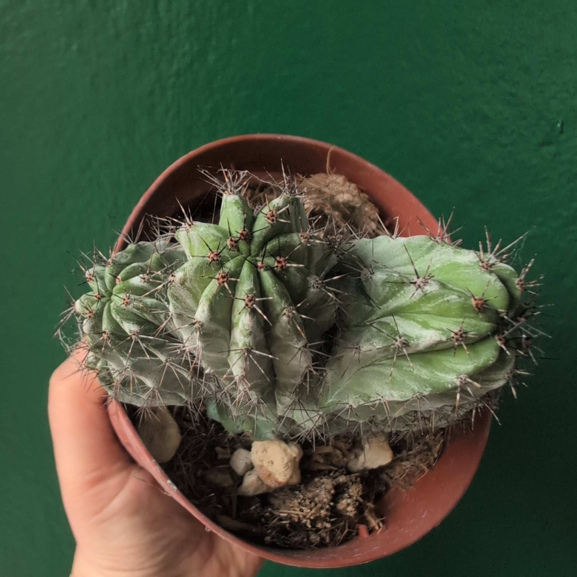 Polaskia chichipe Cristata (Crested Cactus)