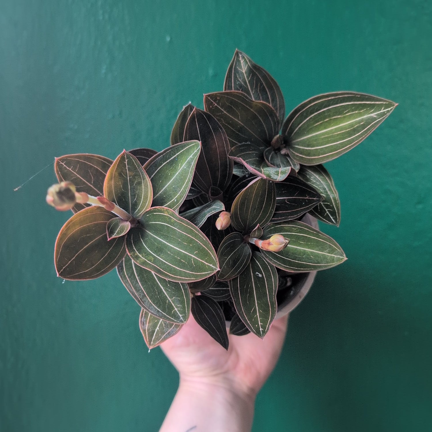 Ludisia discolor (Jewel Orchid)