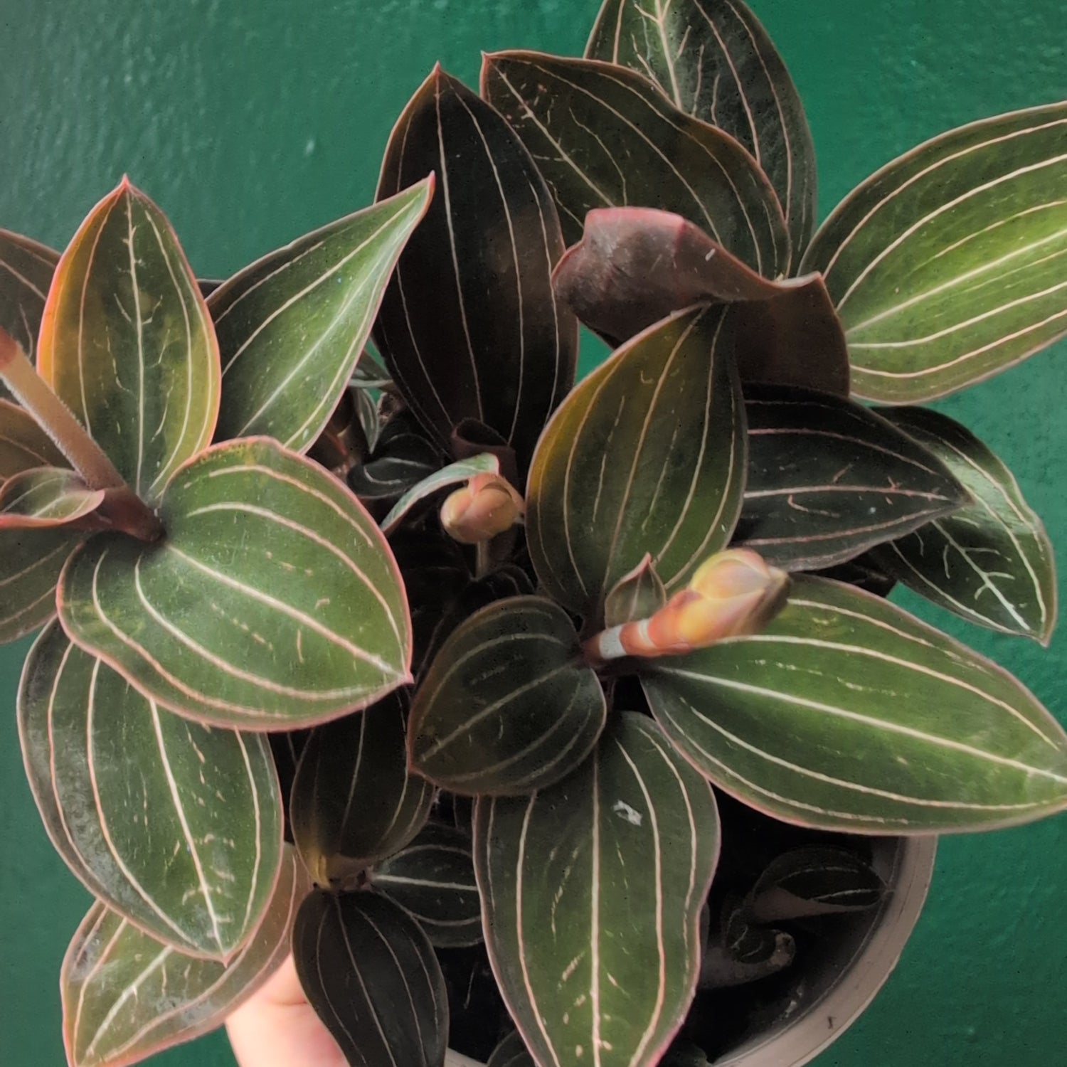 Ludisia discolor (Jewel Orchid)