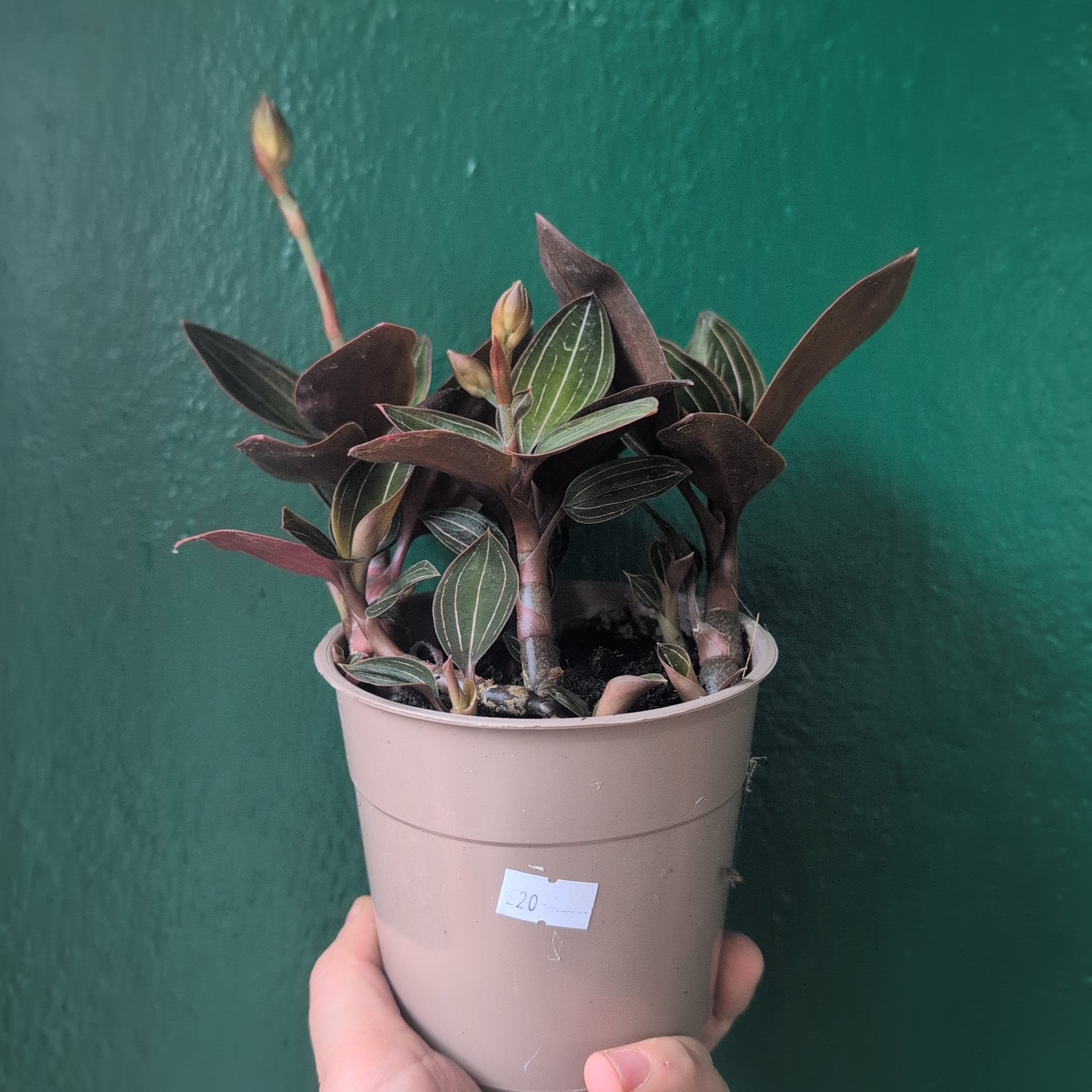 Ludisia discolor (Jewel Orchid)