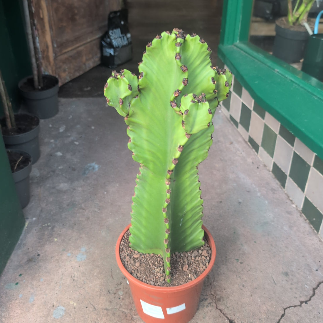 Euphorbia ingens &