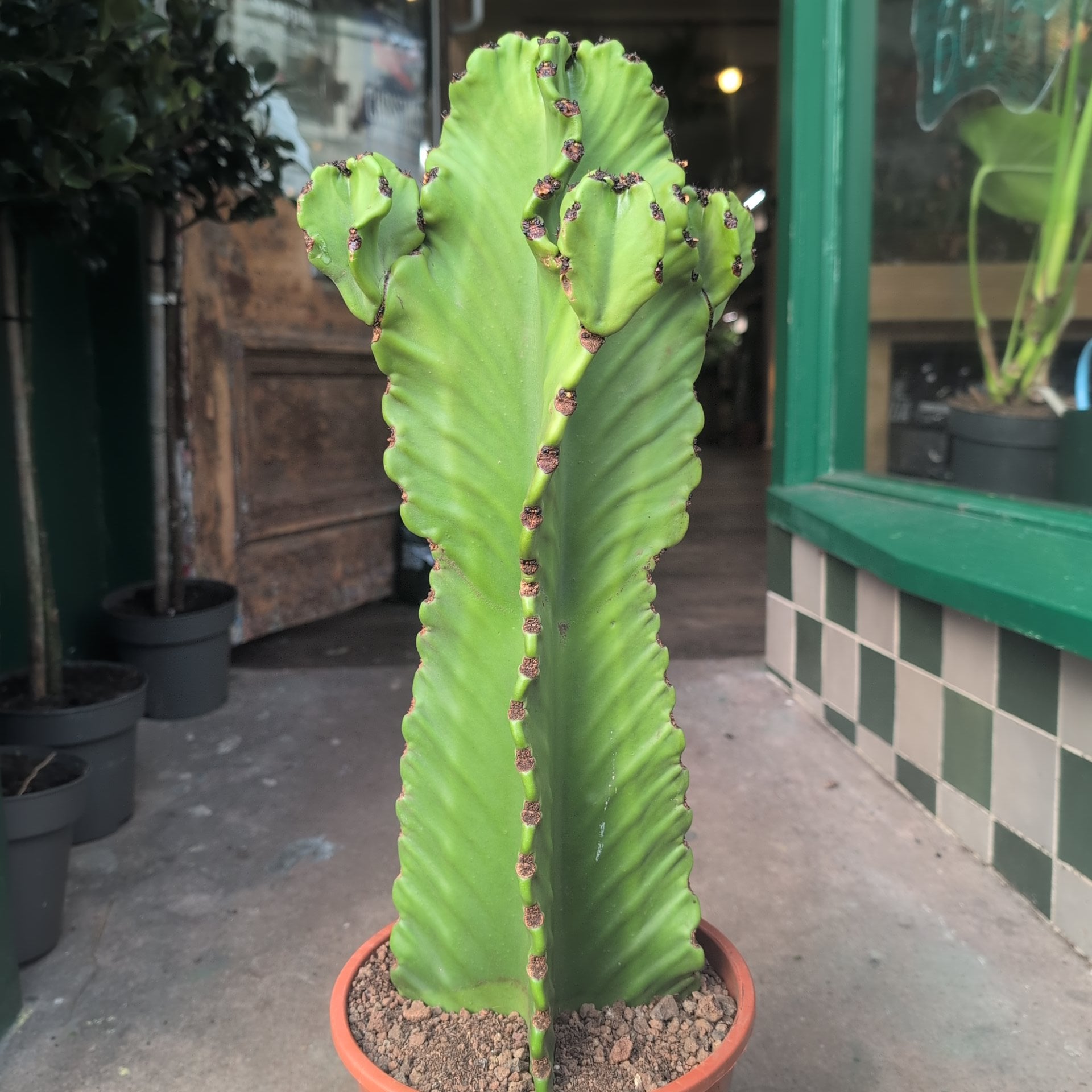 Euphorbia ingens &