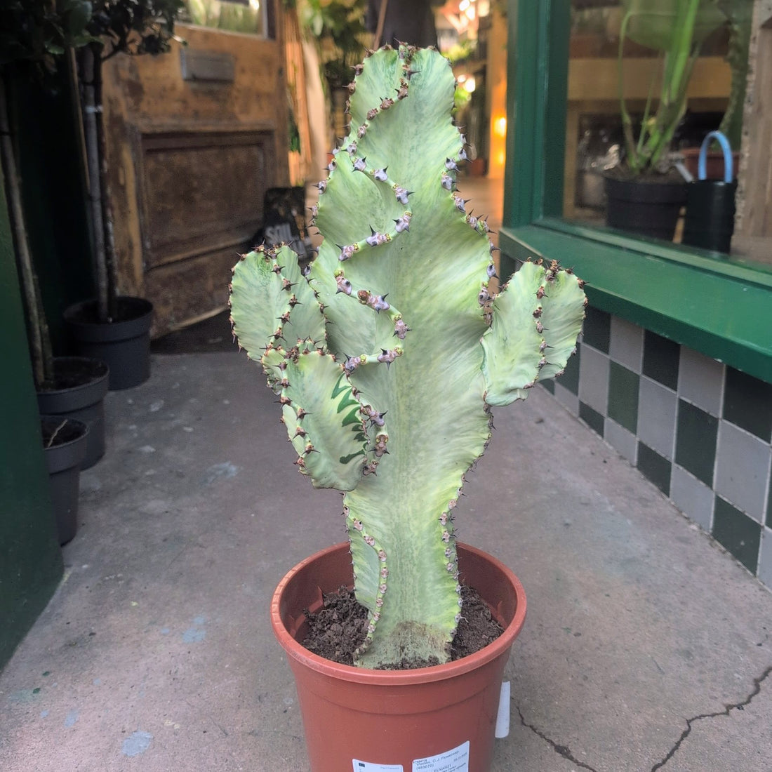 Euphorbia erytrea variegata (Variegated Candelabara Cactus/ Desert Cactus)