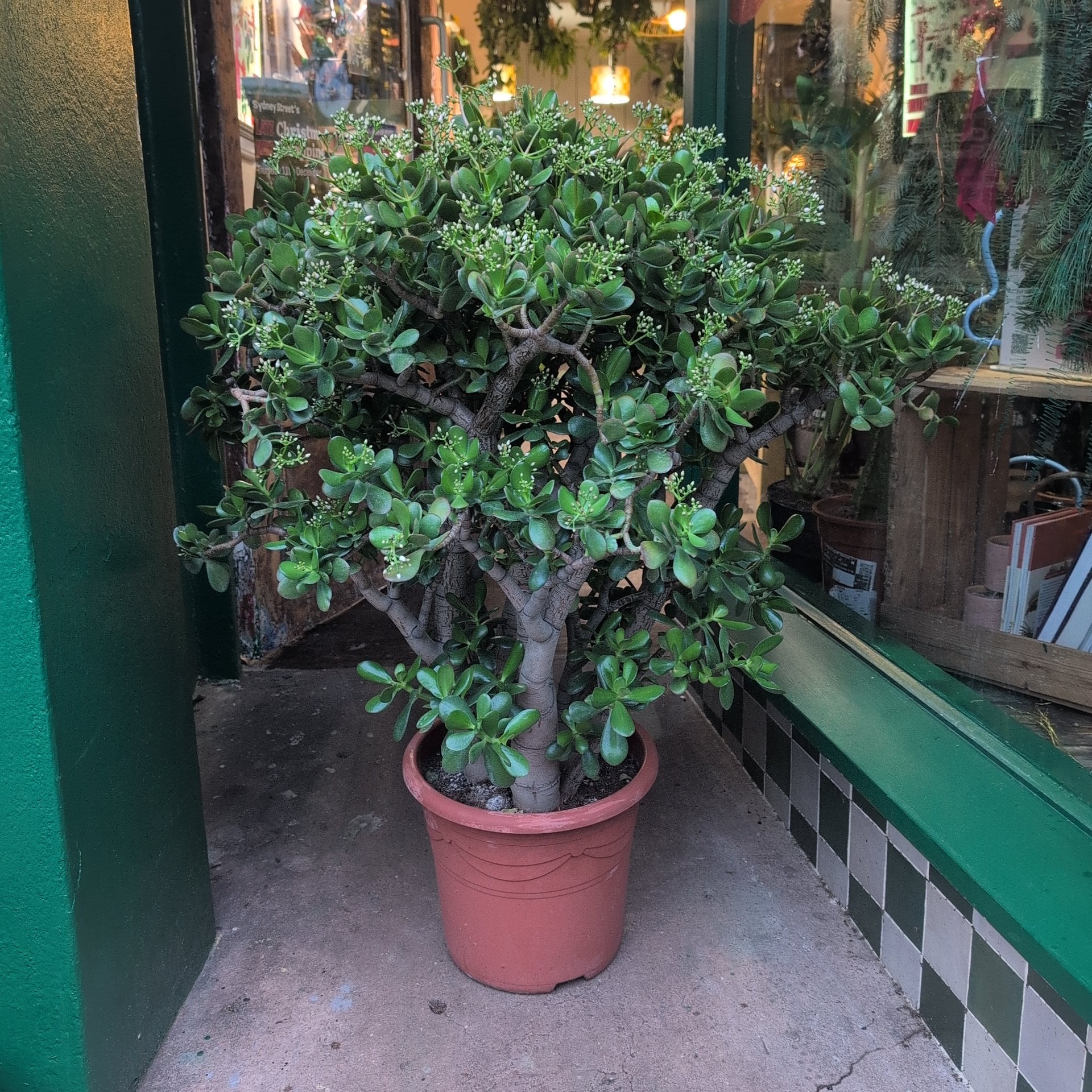 Crassula ovata (Jade plant/Succulent)