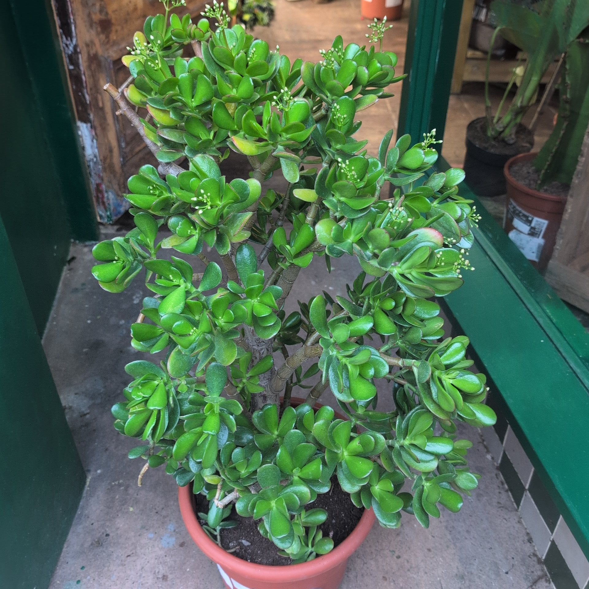 Crassula ovata (Jade plant/Succulent)