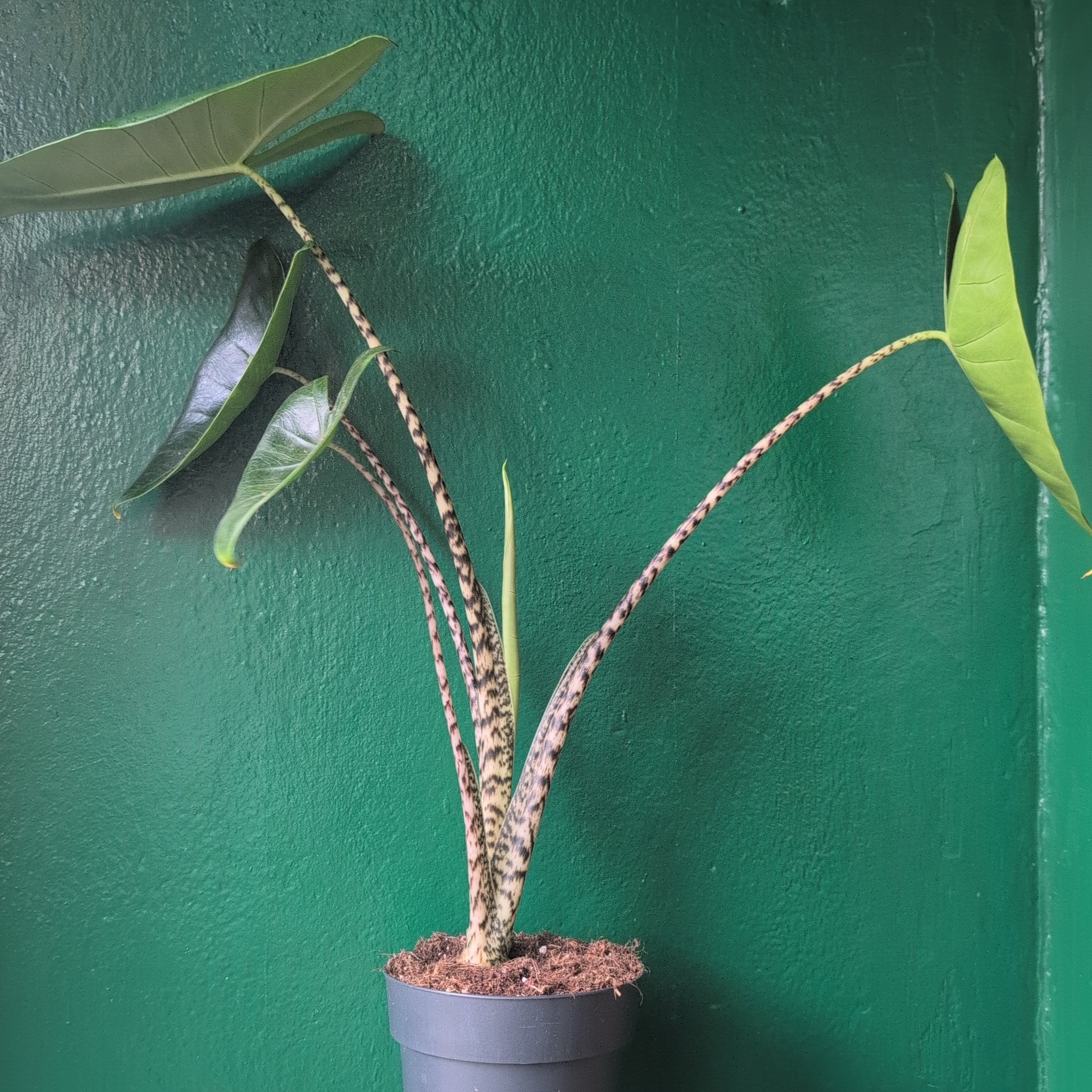 Alocasia zebrina