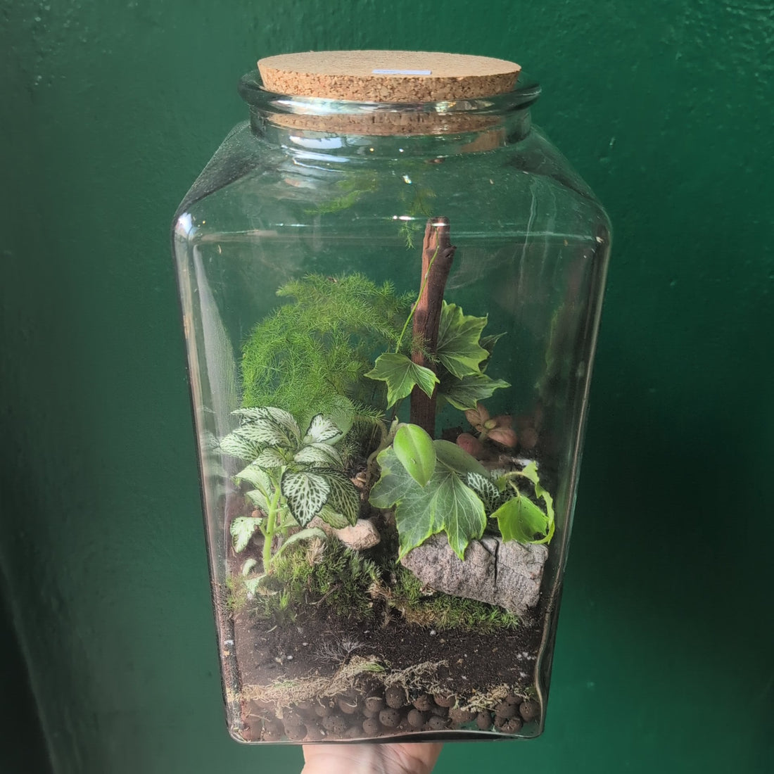 Cuboid Terrarium