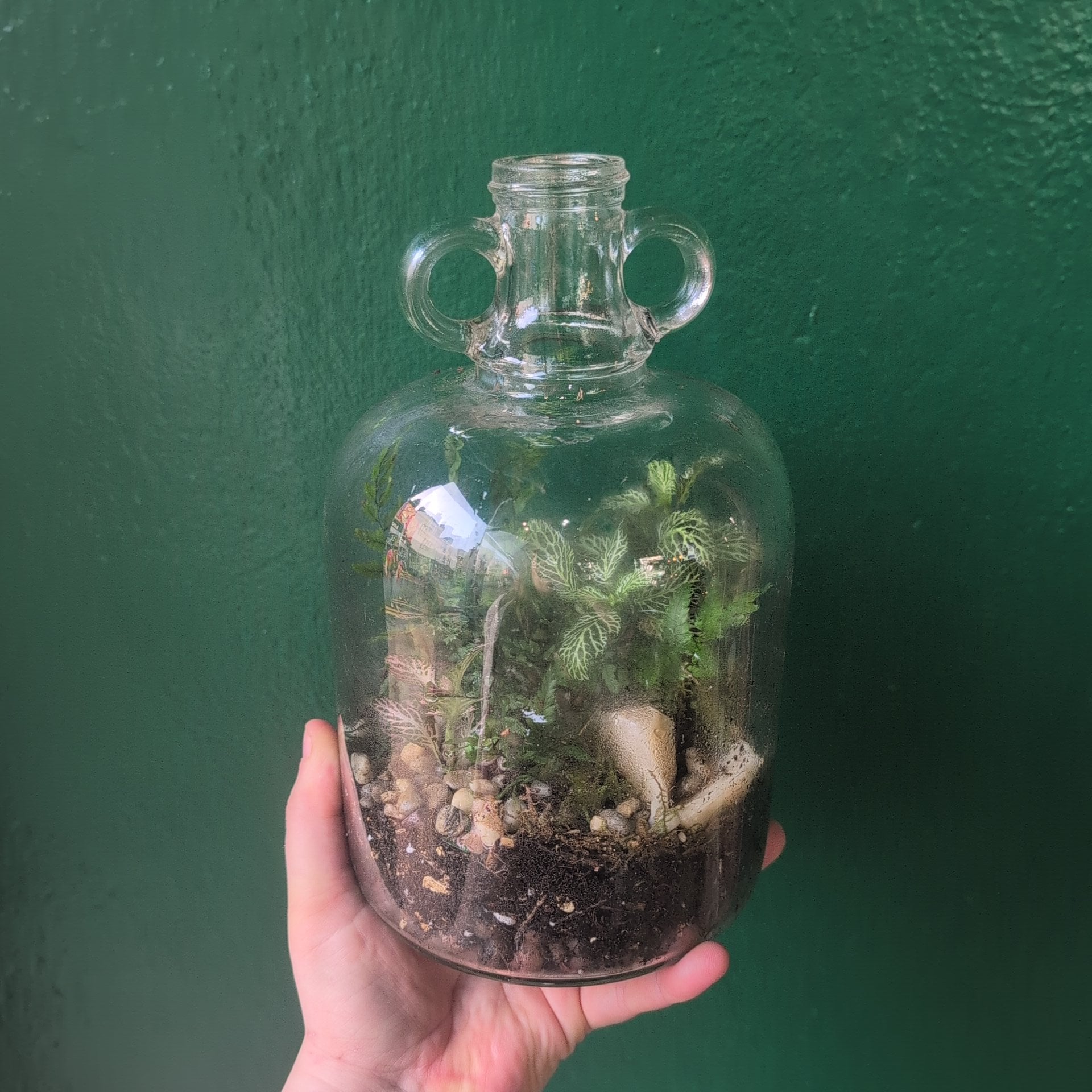 Demijohn Terrariums