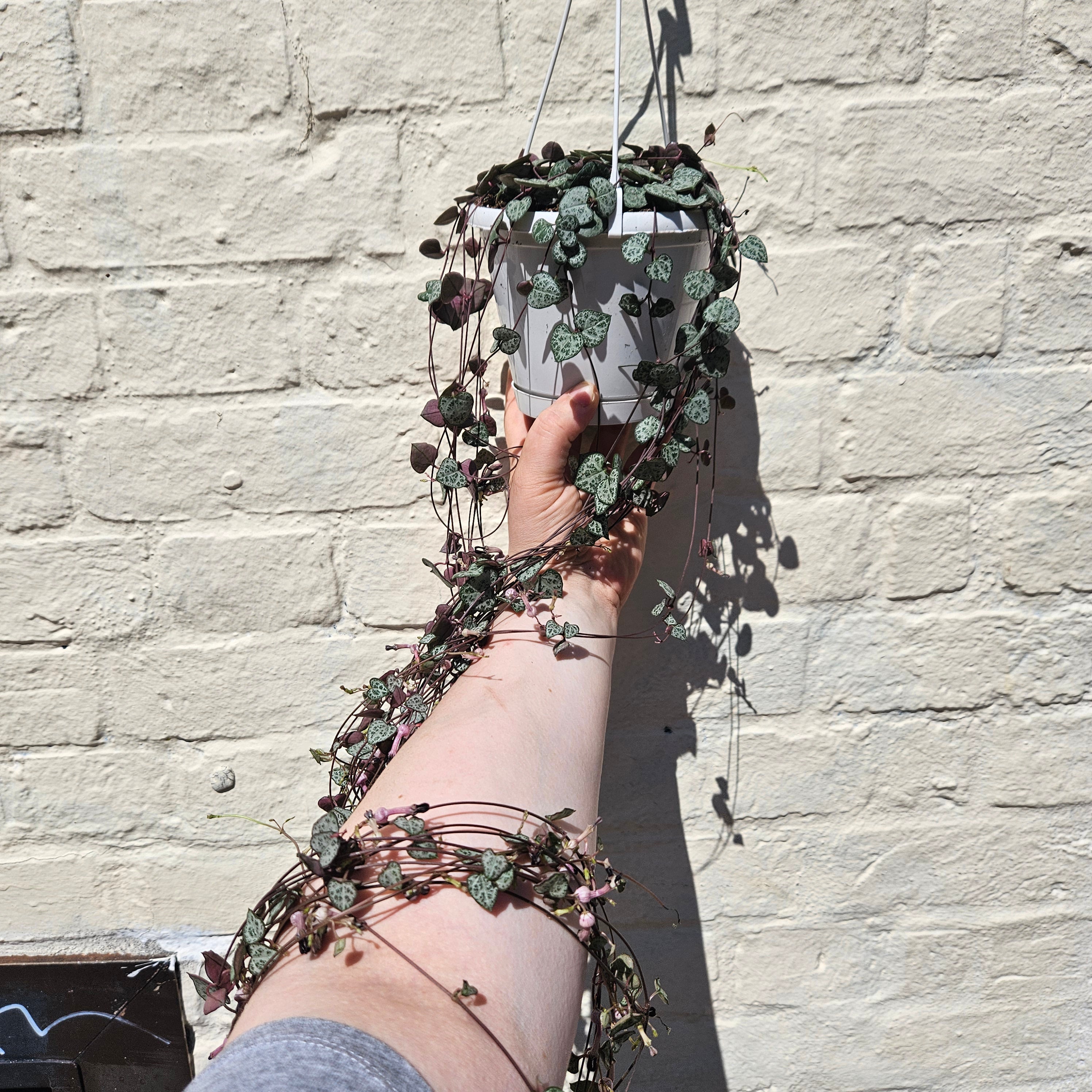 Ceropegia woodii (String of Hearts / Rosary vine)